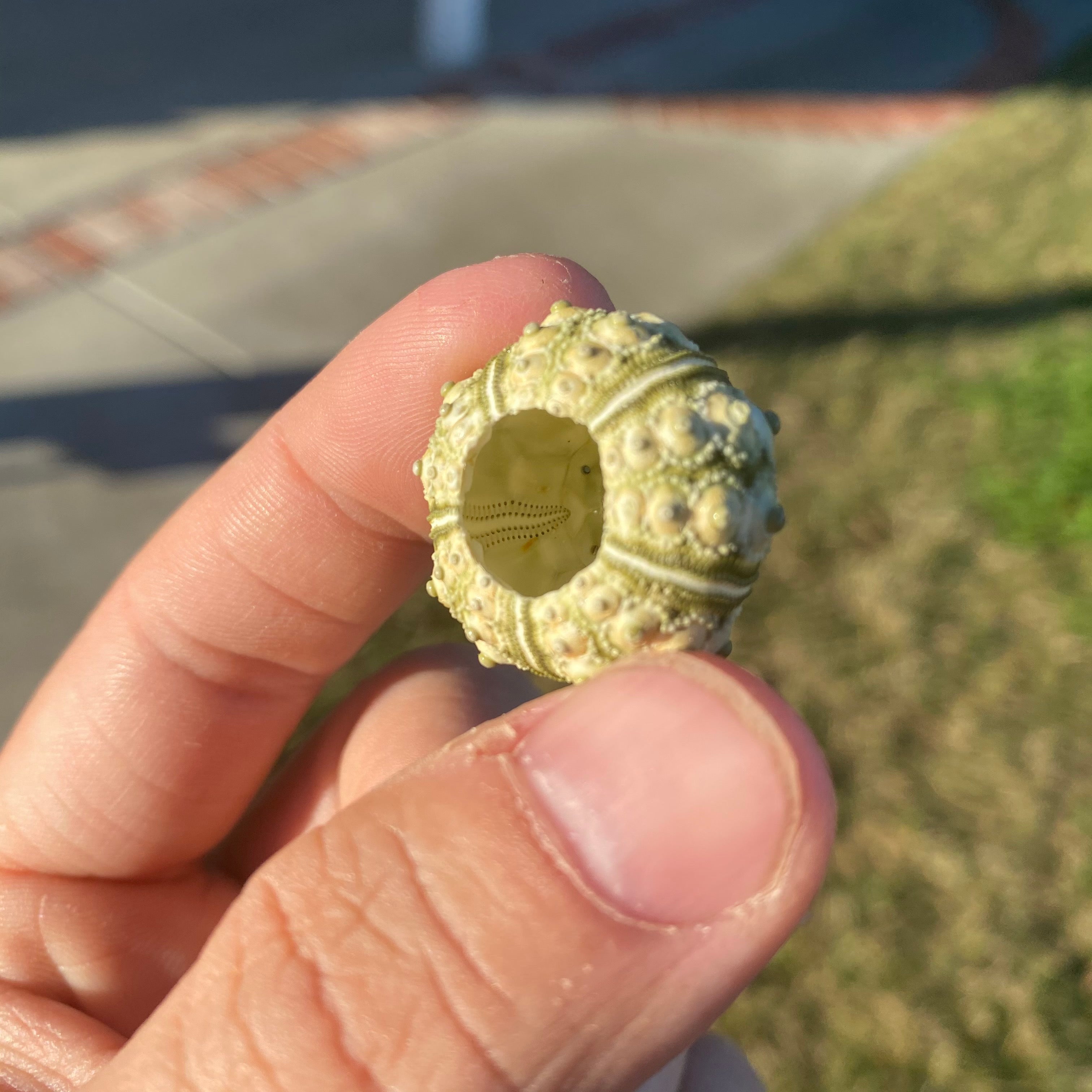 Green Sputnik Sea Urchin Shell Tiny Miniature Display