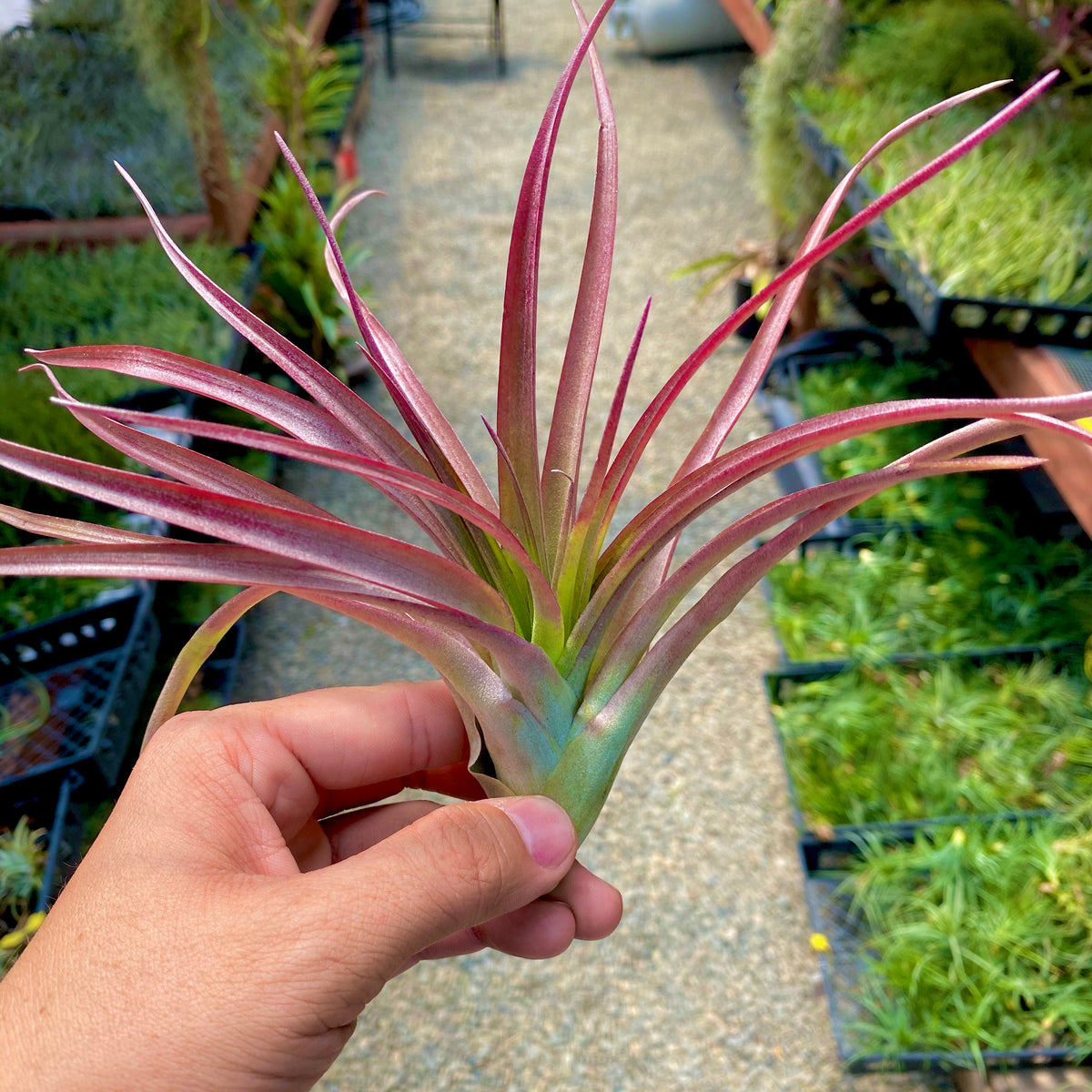 brachycaulos air plant care Brachycaulos – Air Plant Hub