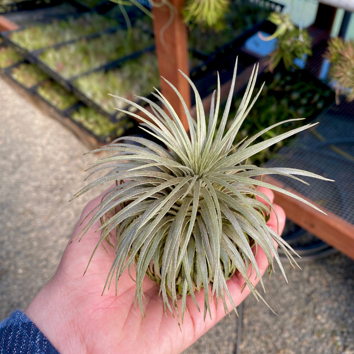 Atroviridipetala XL (RARE) – Air Plant Hub