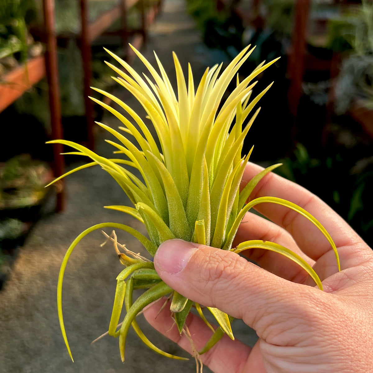 sanko air plant Ionantha Sumo White – Air Plant Hub