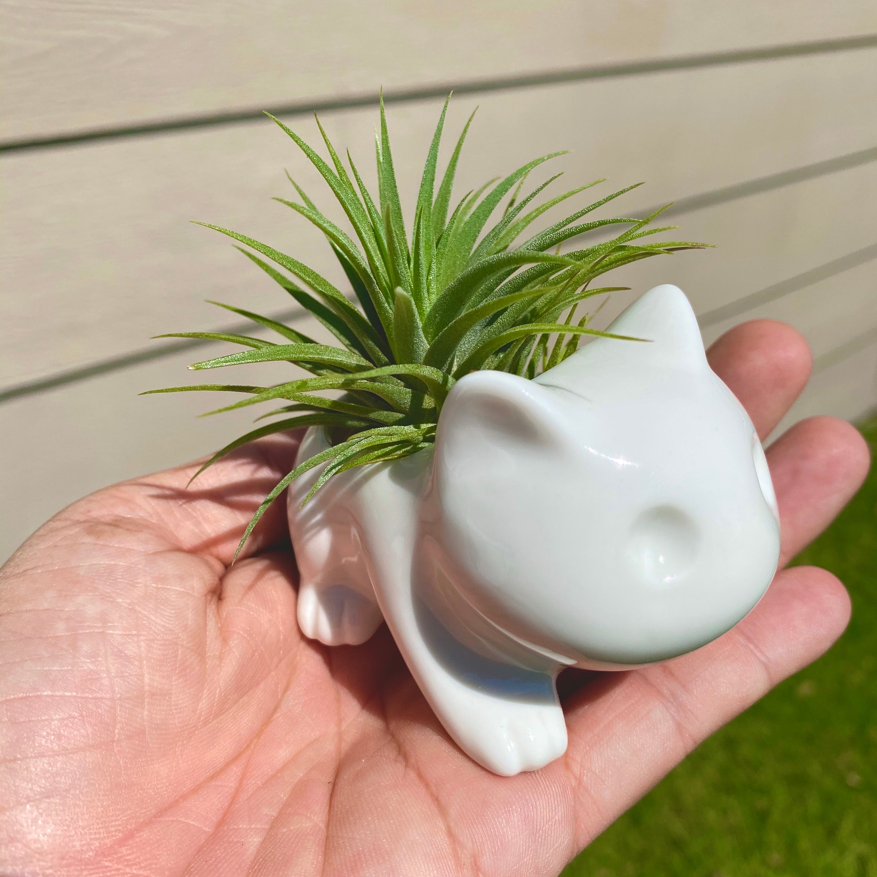 Bulb Dinosaur / Cat Planter <br> (Includes Drainage Hole For Non Air Plants)