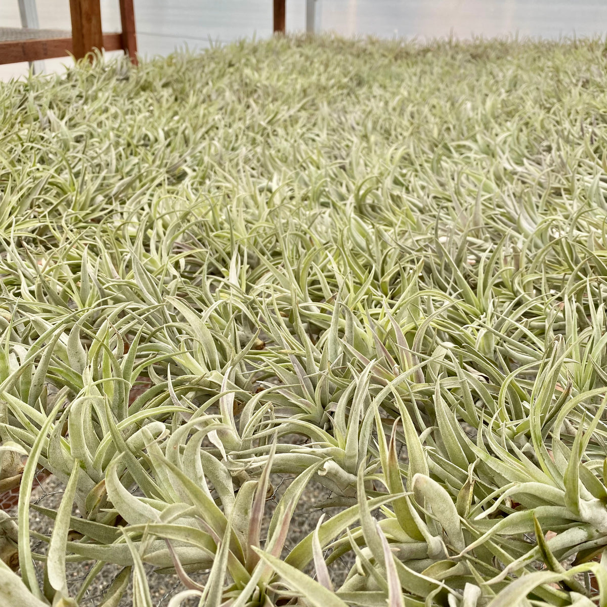 Wholesale Harrisii Medium <br> (Minimum Order 5) <br> *Cannot Be Shipped Internationally*