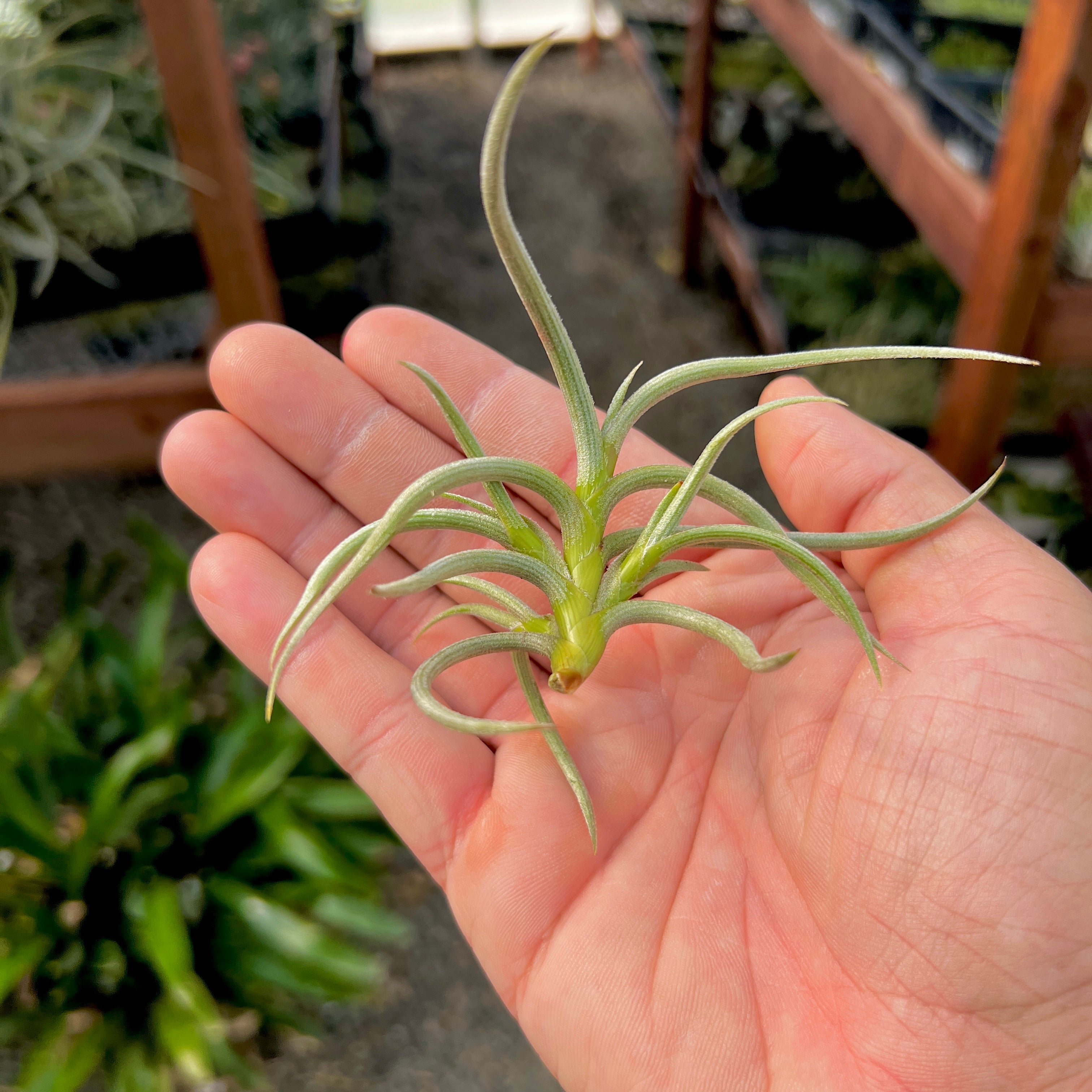 Tillandsia Myosura Small Species Air Plant Subgenus Diaphoranthema