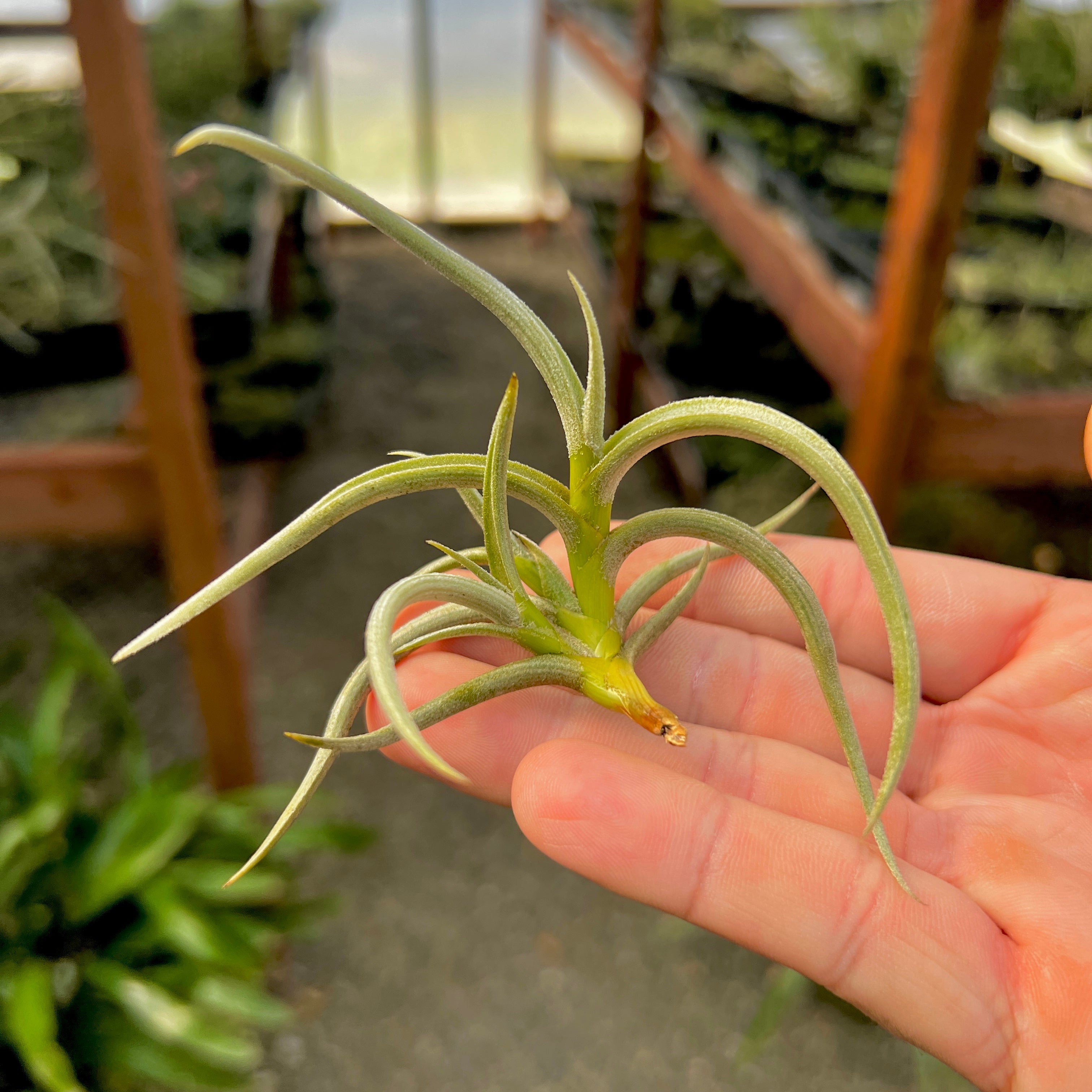 Tillandsia Myosura Air Plant