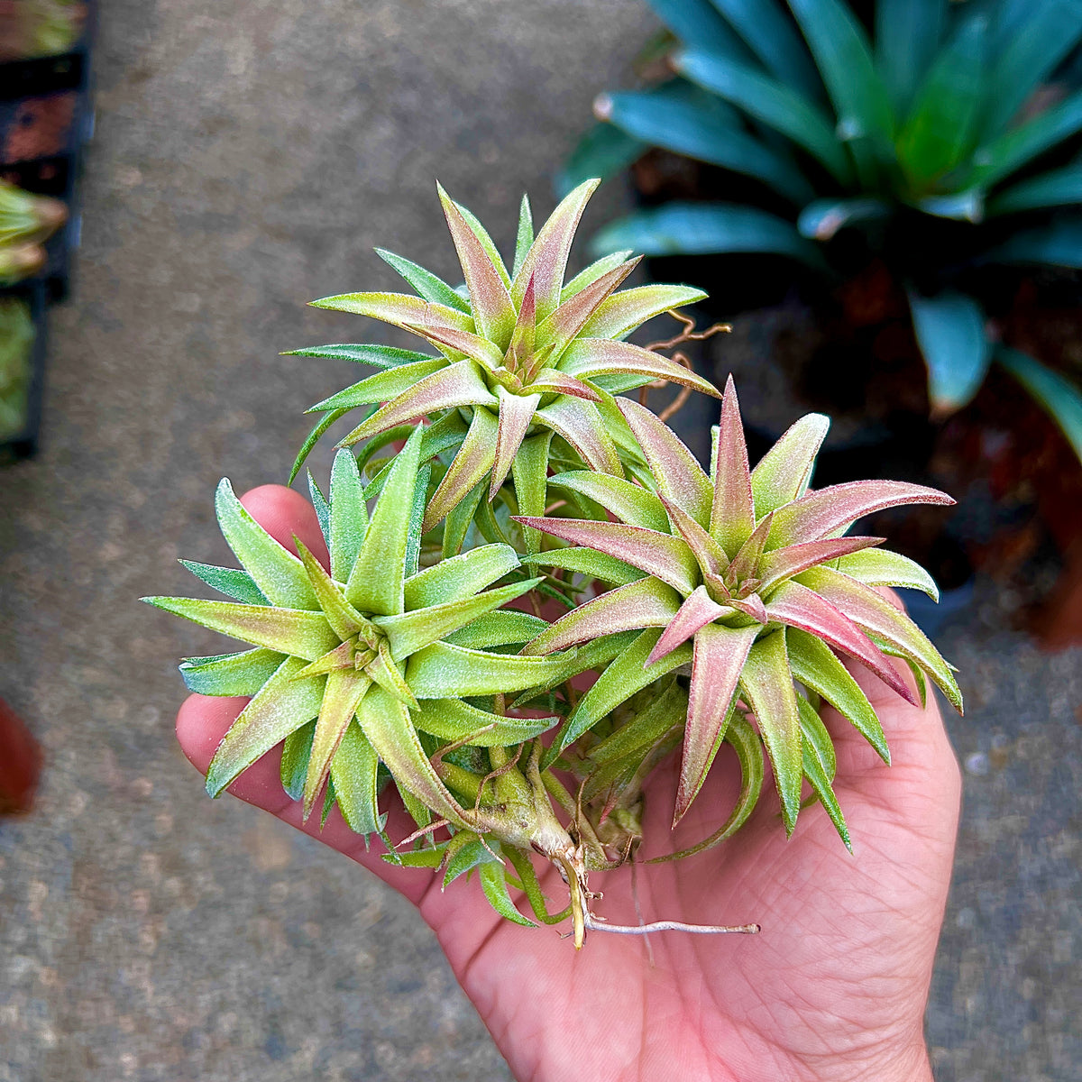 Ionantha Vanhyningii Jumbo – Air Plant Hub