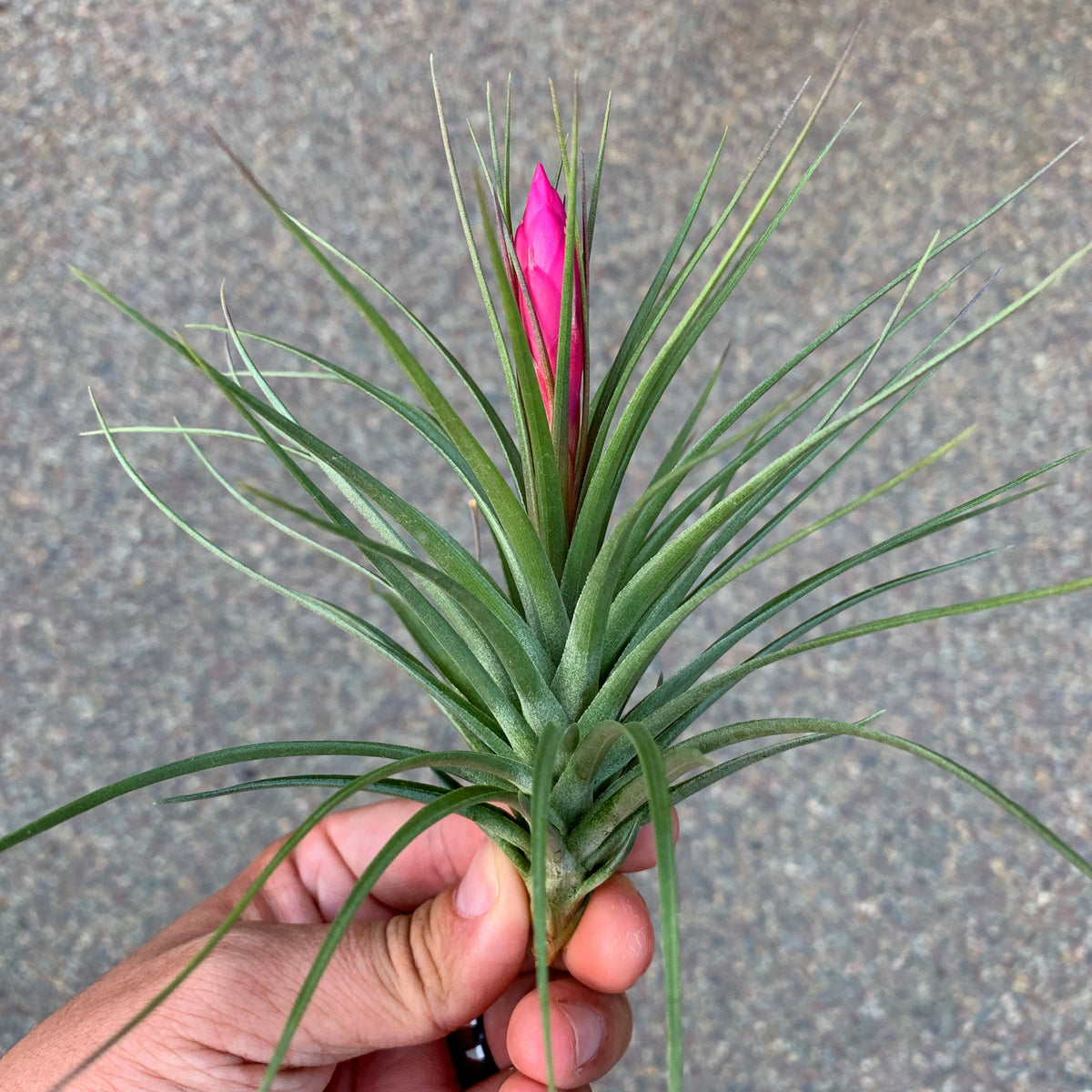 Stricta Green – Air Plant Hub