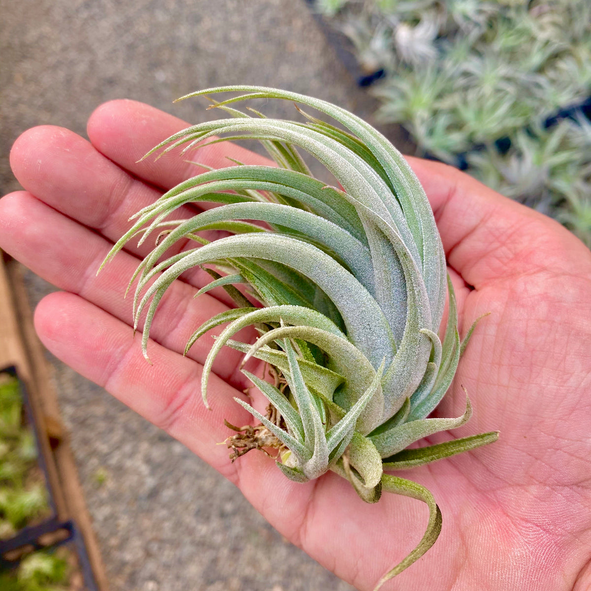 Tillandsia Subsecundifolia White Air Plant Elegant Wedding Decor