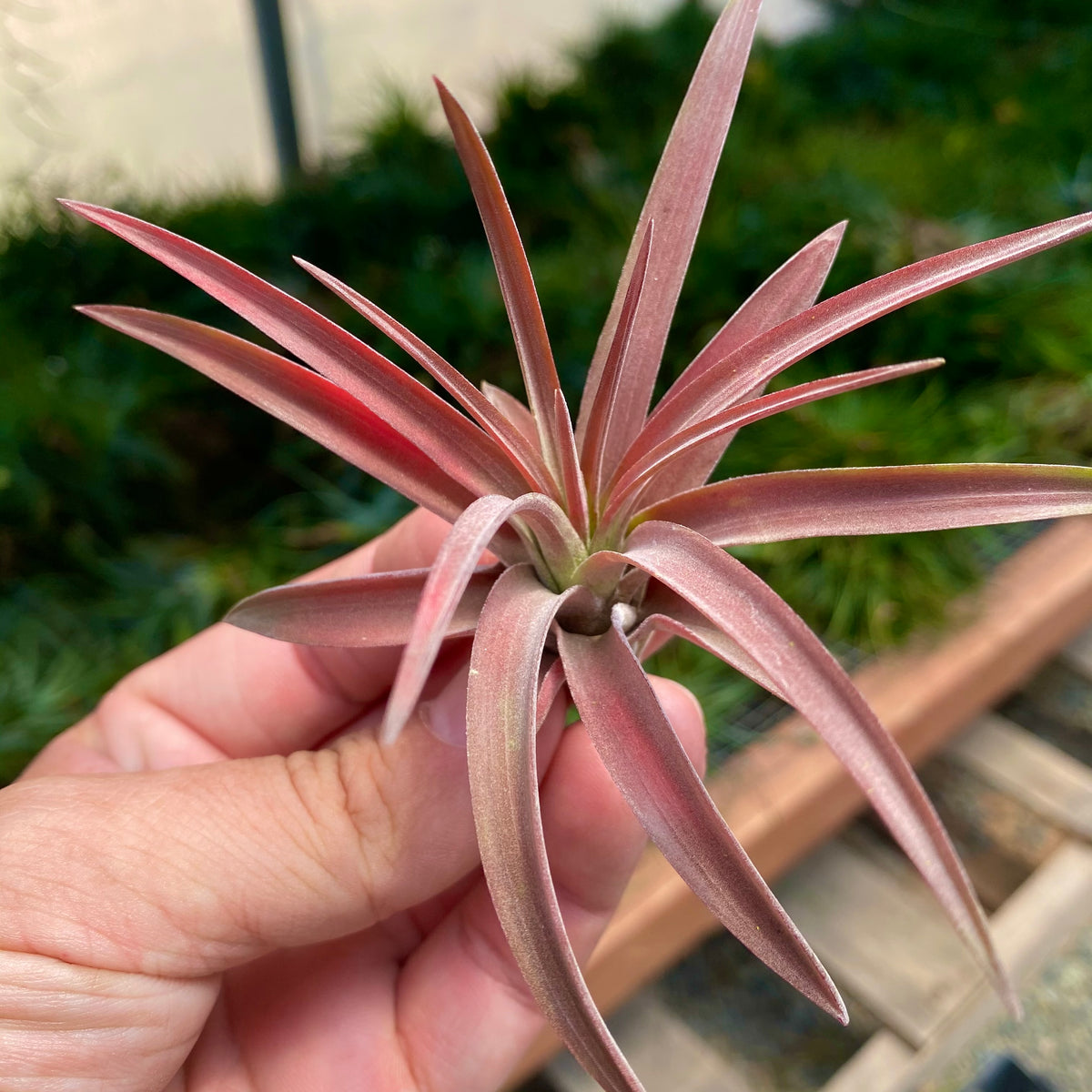 air plant turning pink Velutina (Currently Green) – Air Plant Hub