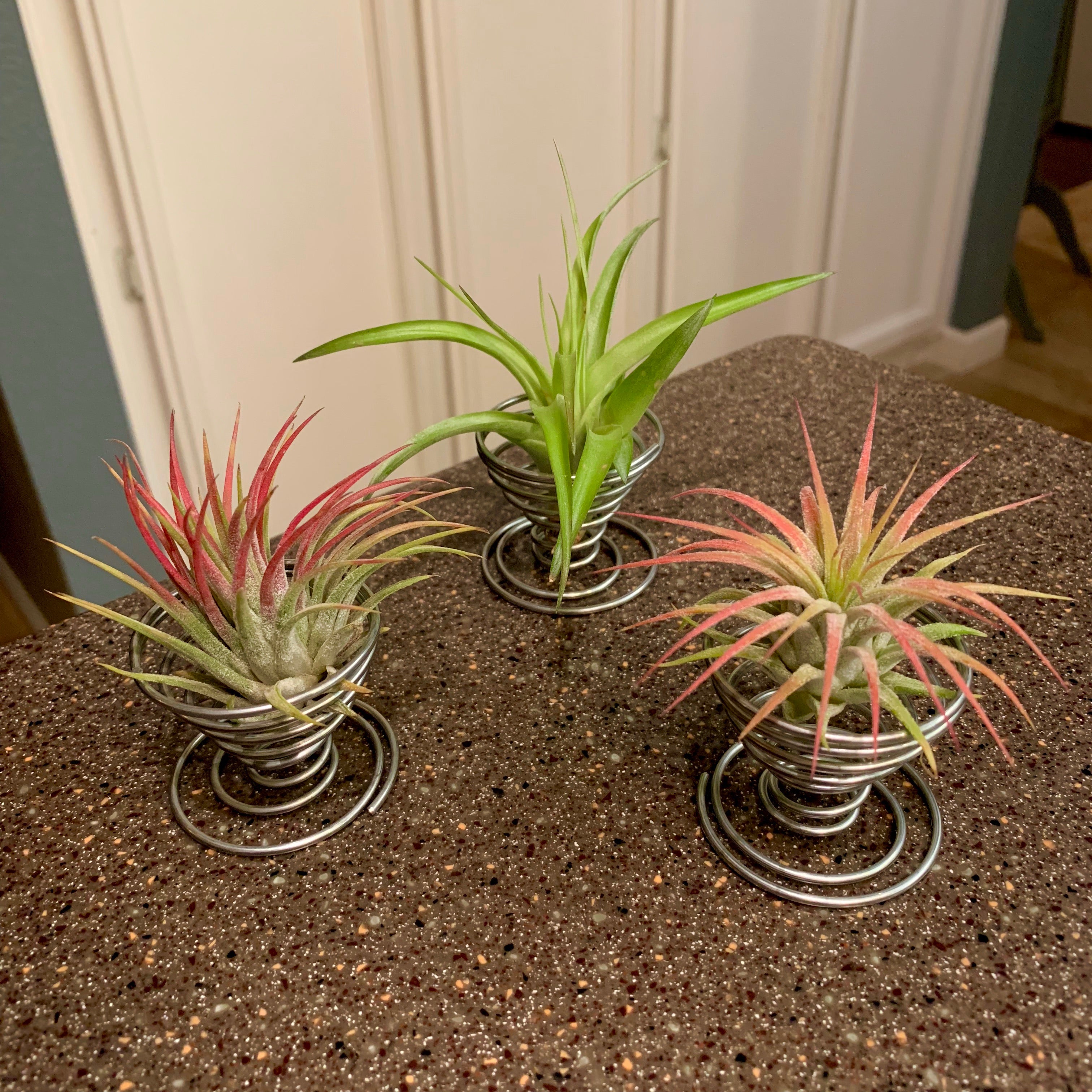 Wire Air Plant Spring Holder