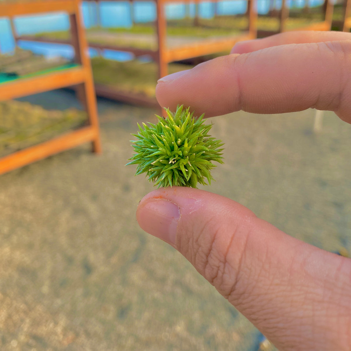 Aeranthos Baby Teddy Bear – Air Plant Hub