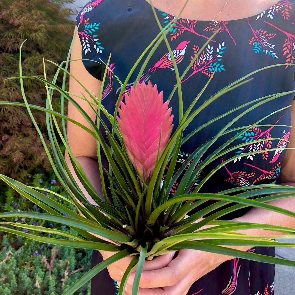 Cyanea (AKA Pink Quill Plant) – Air Plant Hub