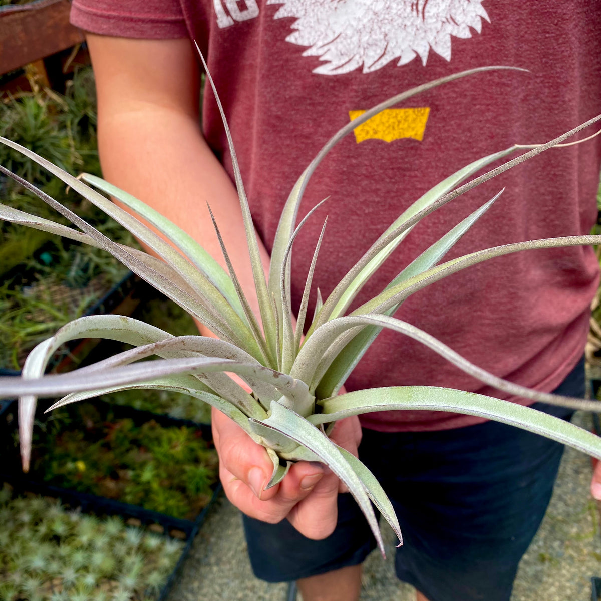 スーパースティーブ – Air Plant Hub