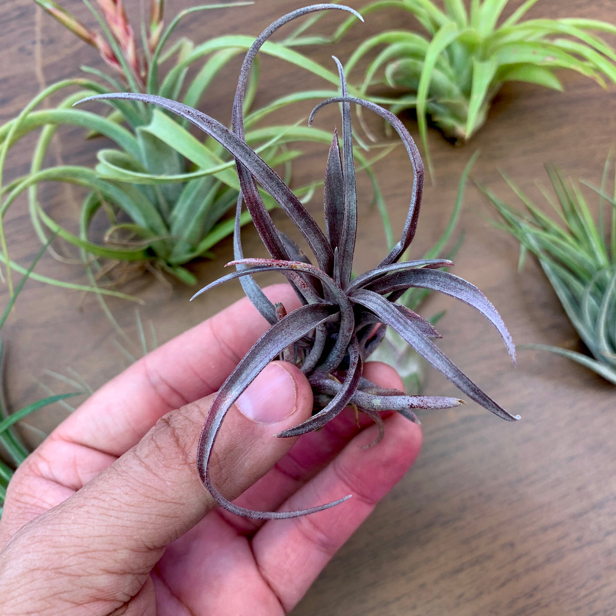 B品質の温室ミックス<br>(美観に軽微な問題がある健康な植物)<br> 10 植物パック