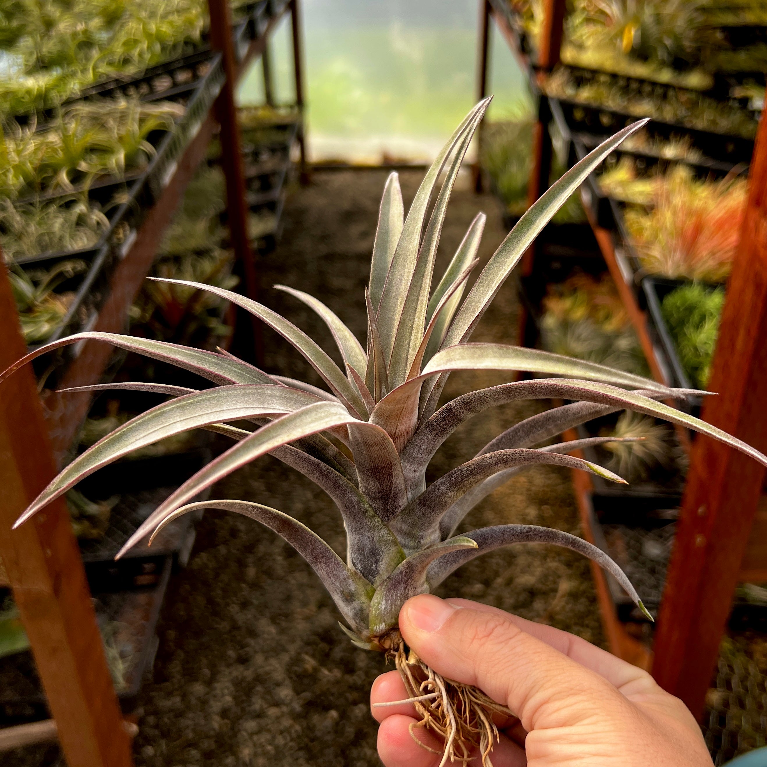 Tillandsia Hildae Rare Banded Air Plant Large Extra Large