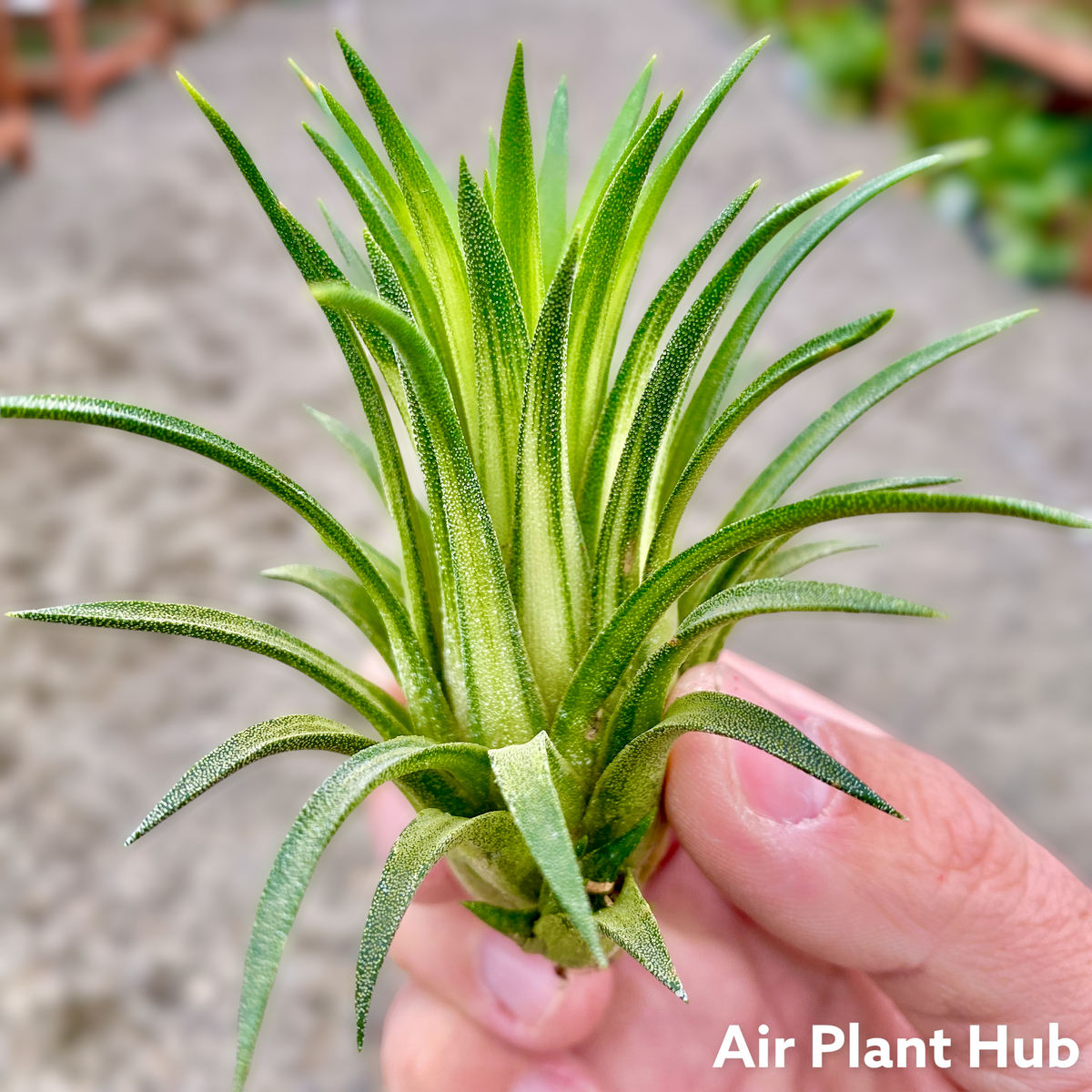 Ionantha Tillandsia ブロメリア・エアープランツ Variegata Farms Cuffel – variegata ionantha Tillandsia ブロメリア・エアープランツ