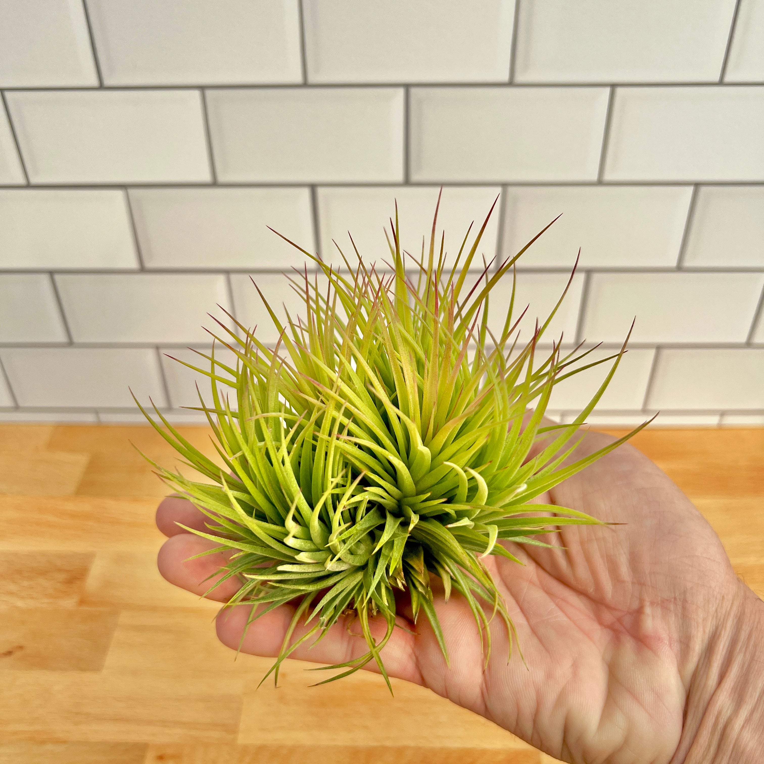 Assorted Air Plant & Stand