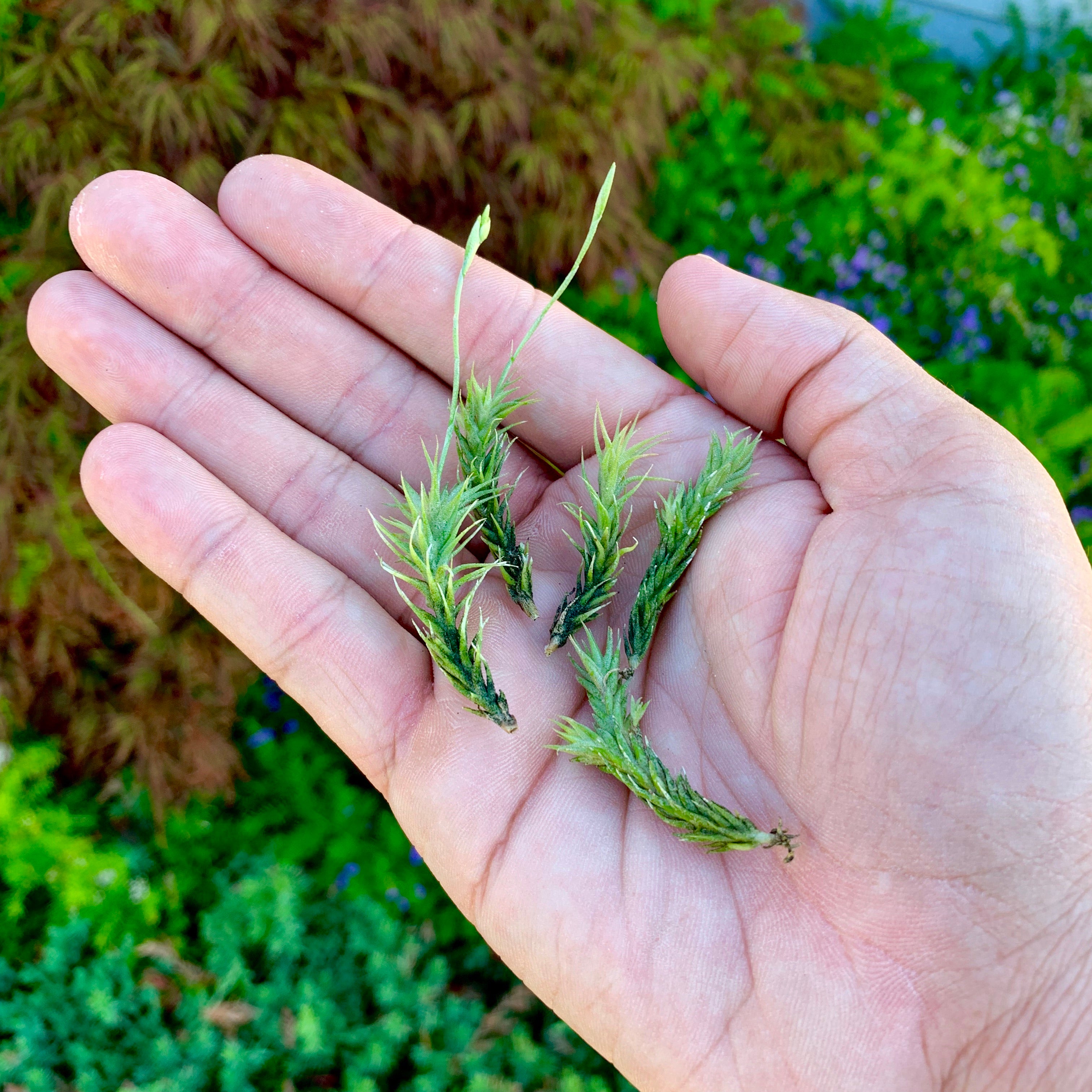 Tillandsia pedicellata air plant miniature