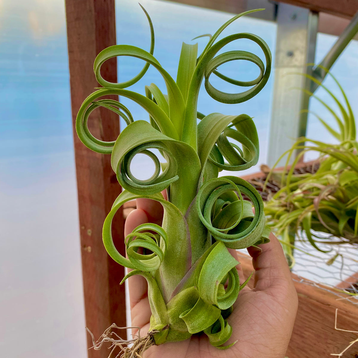 Curly Slim (Intermedia x Streptophylla) – Air Plant Hub