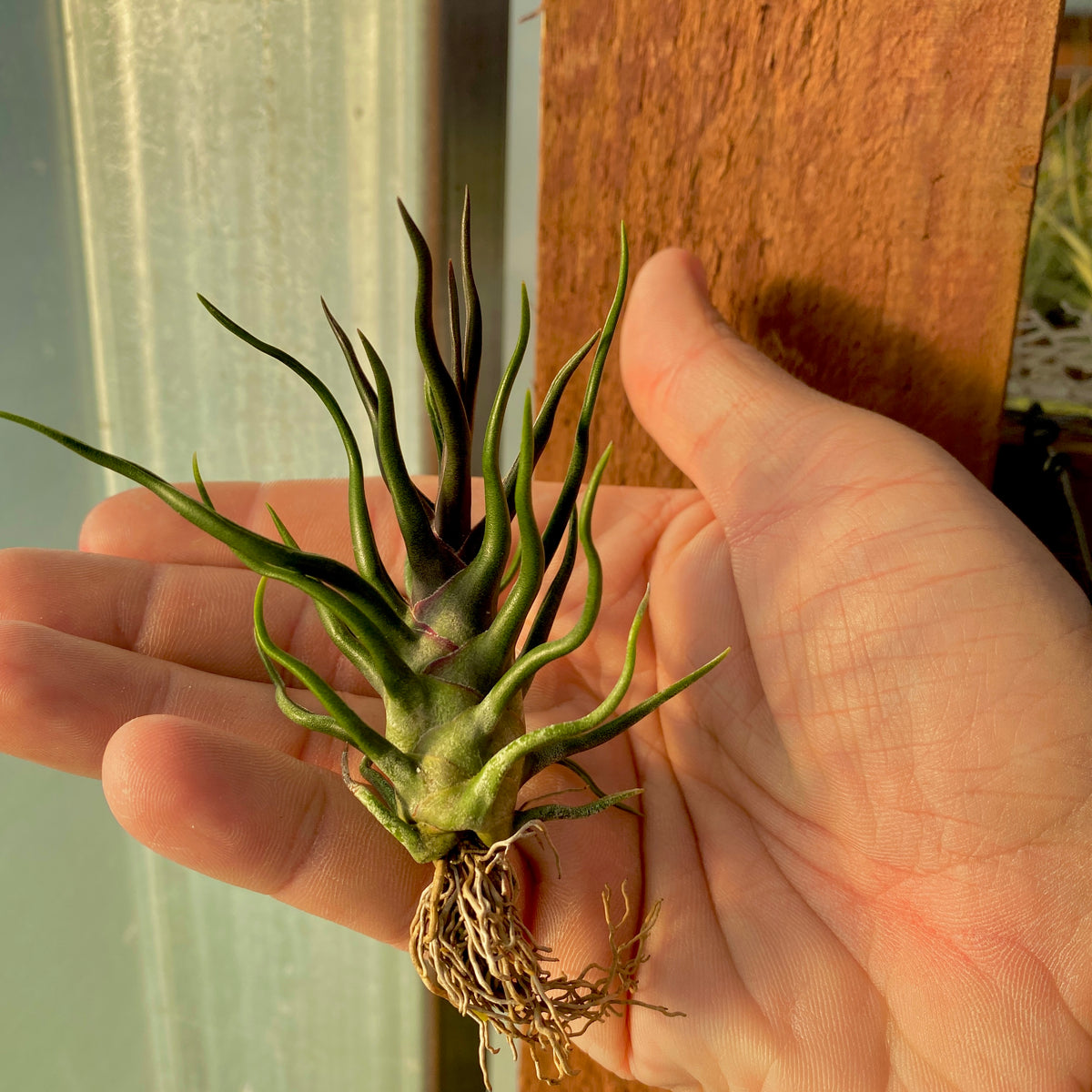 ブルボーサ タイニー ダンサー *セール!* – Air Plant Hub