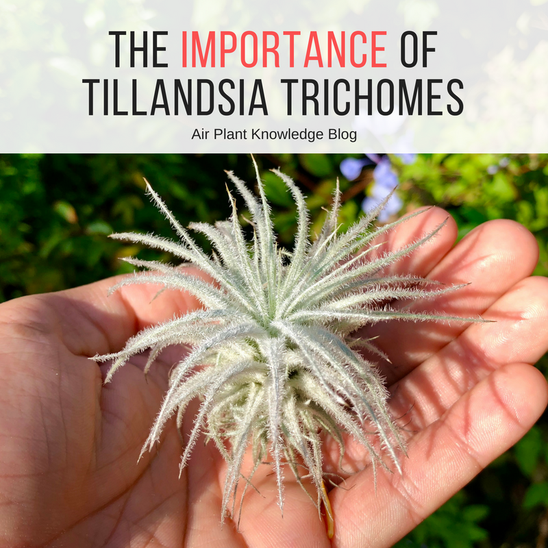 The Importance Of Tillandsia Trichomes