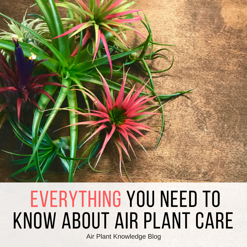 Everything You Need To Know About Air Plant Care