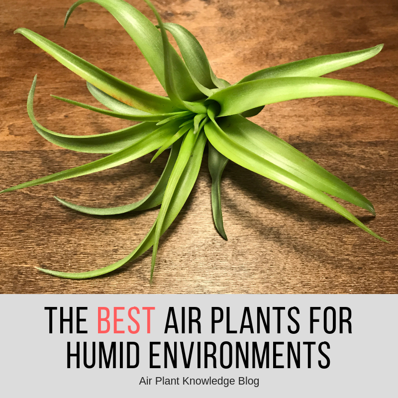 The Best Air Plants For Humid Environments