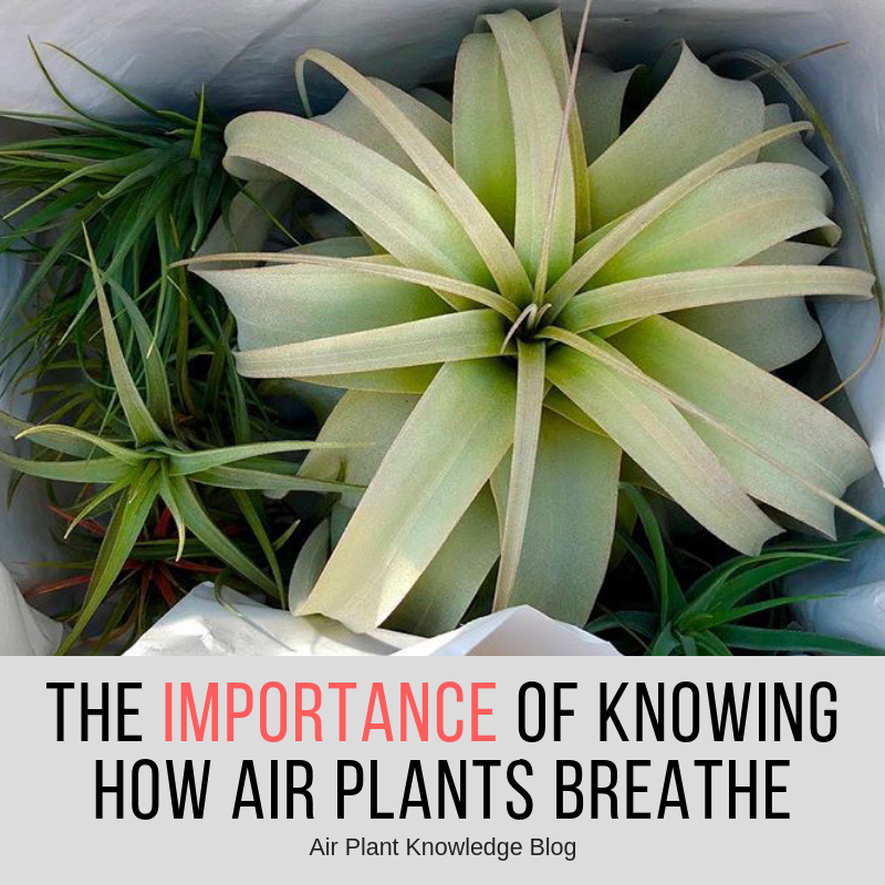 The Importance Of Knowing How Air Plants Breathe