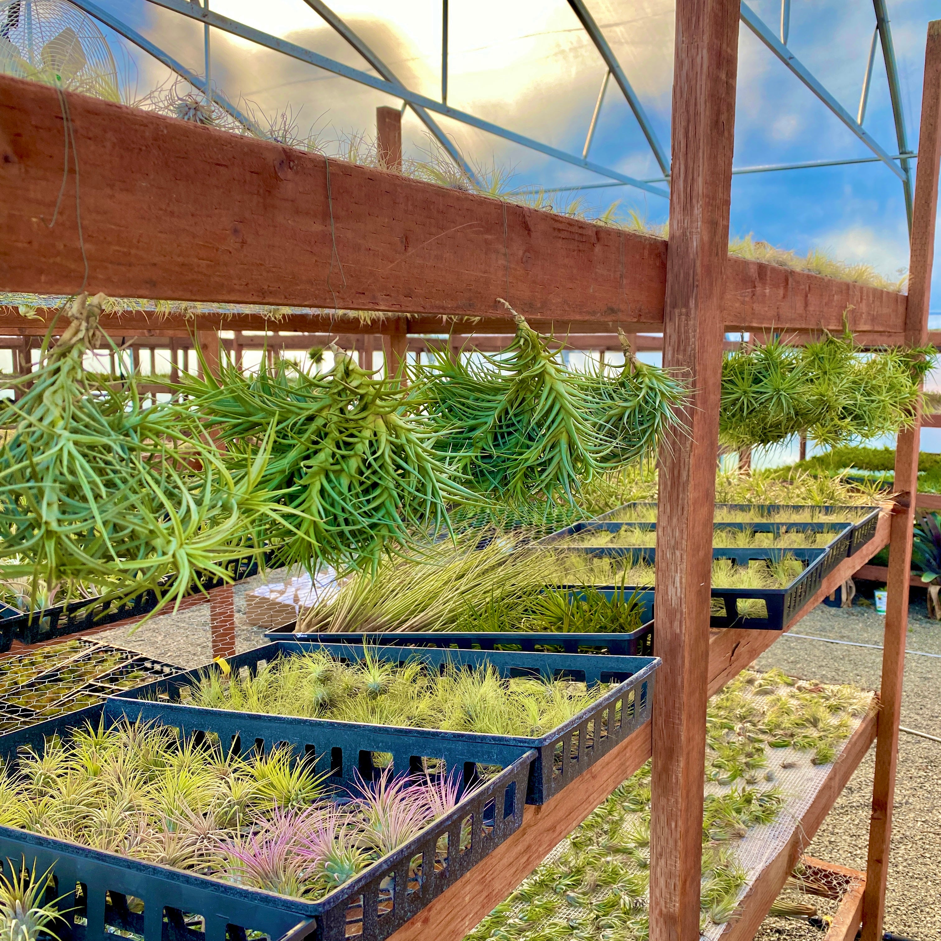 Air Plant Clumps