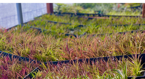 すべてのエアー プランツを購入する – Air Plant Hub