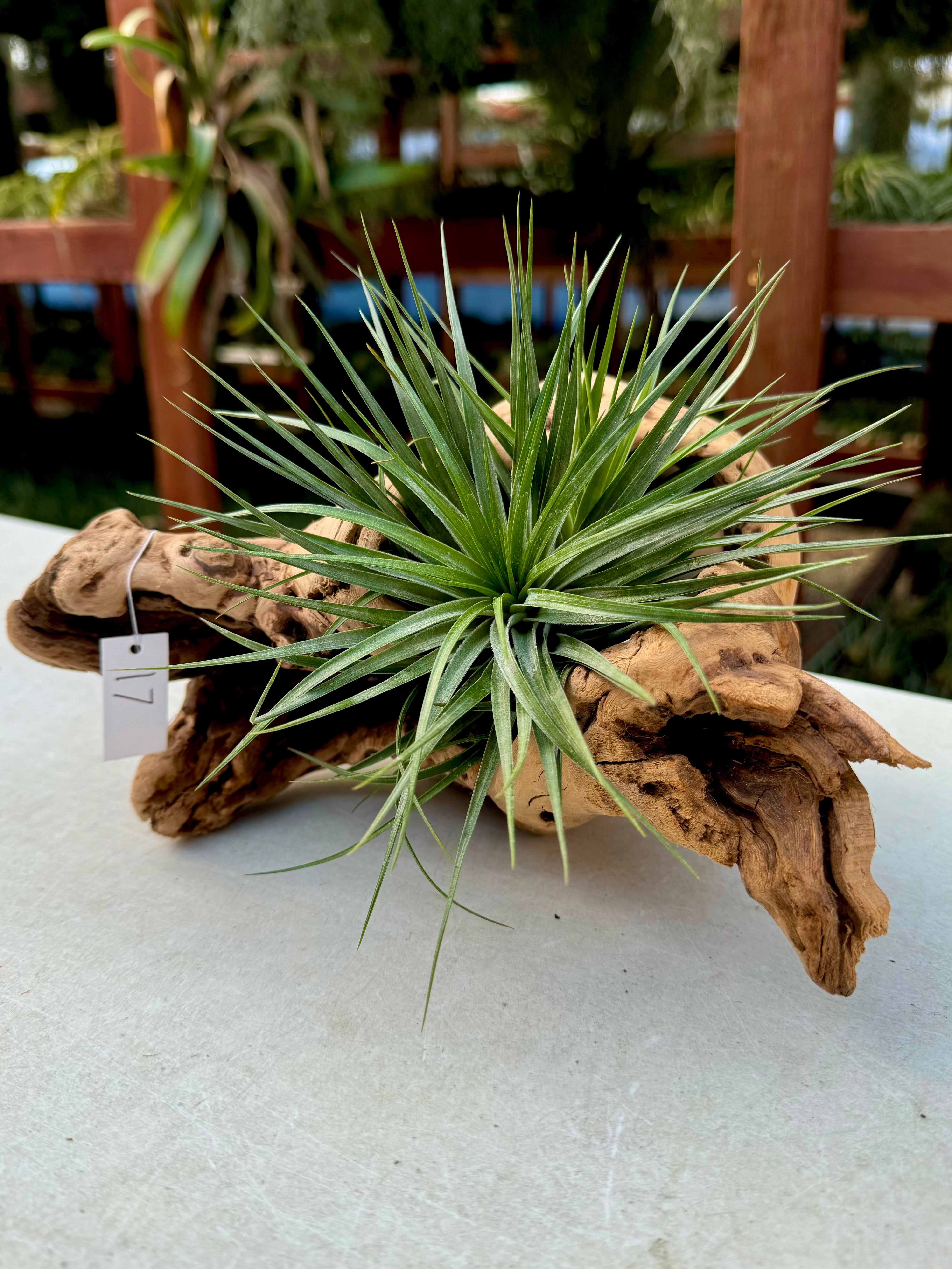 Grapewood Log + Premium Air Plant Display <br> (10 Options To Choose From!)