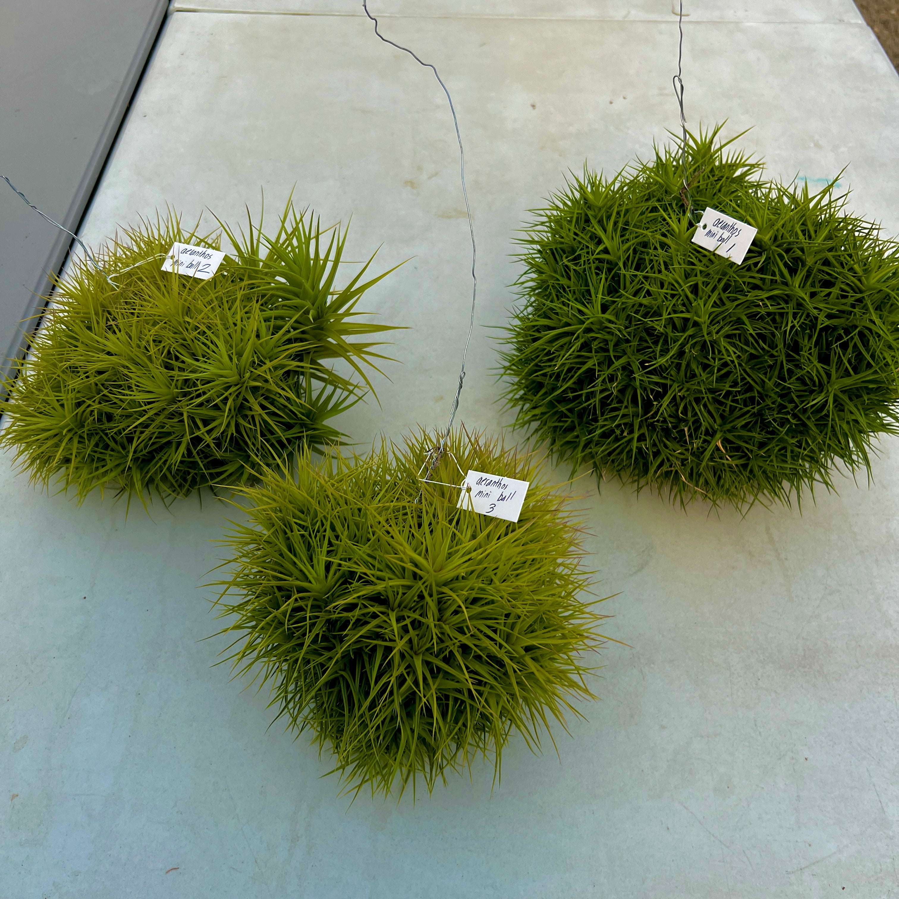 Aeranthos Miniata balls on hanging wire