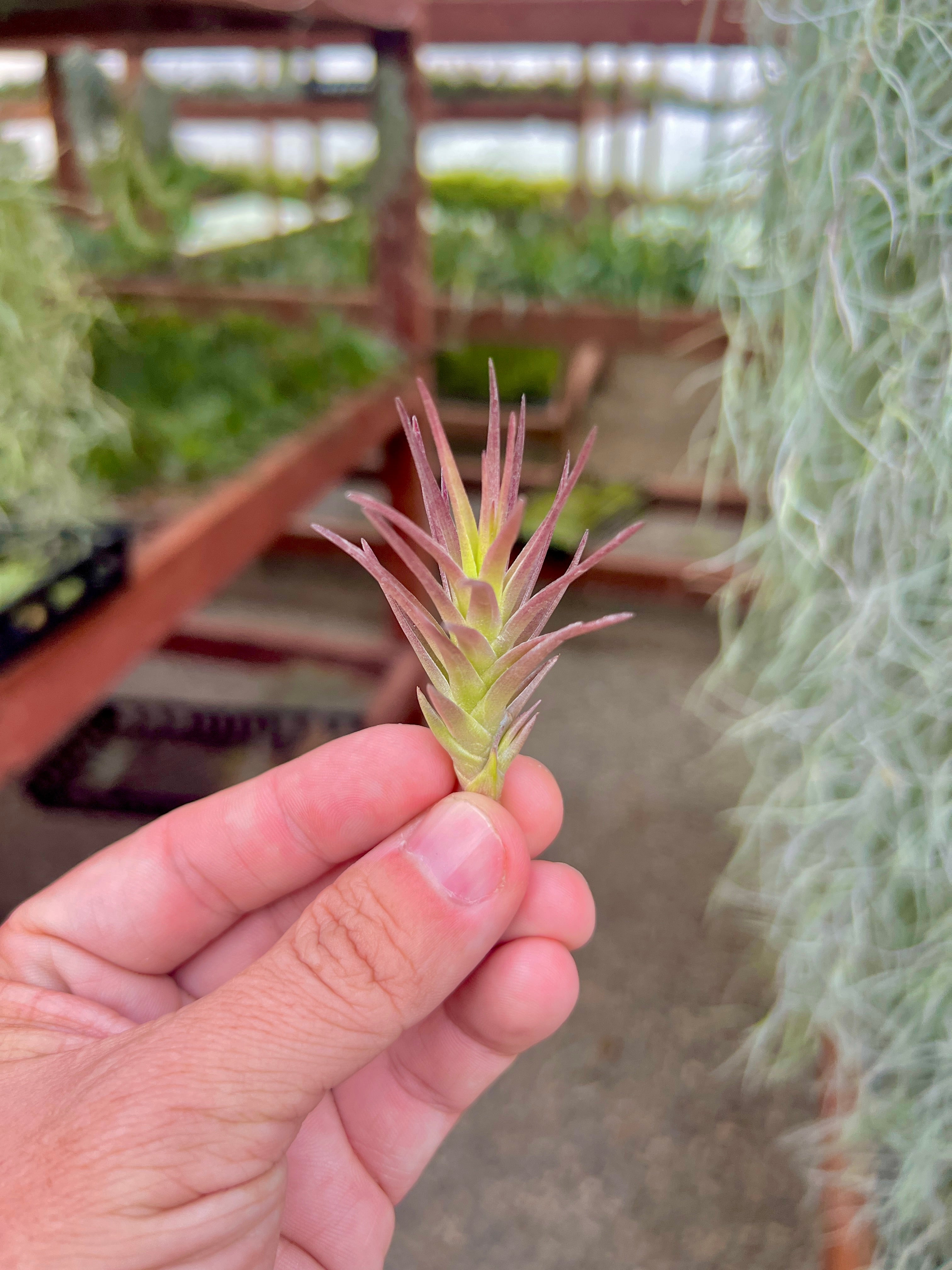 Cocoensis Purple Form <br> (Turns Purple In High Light!)