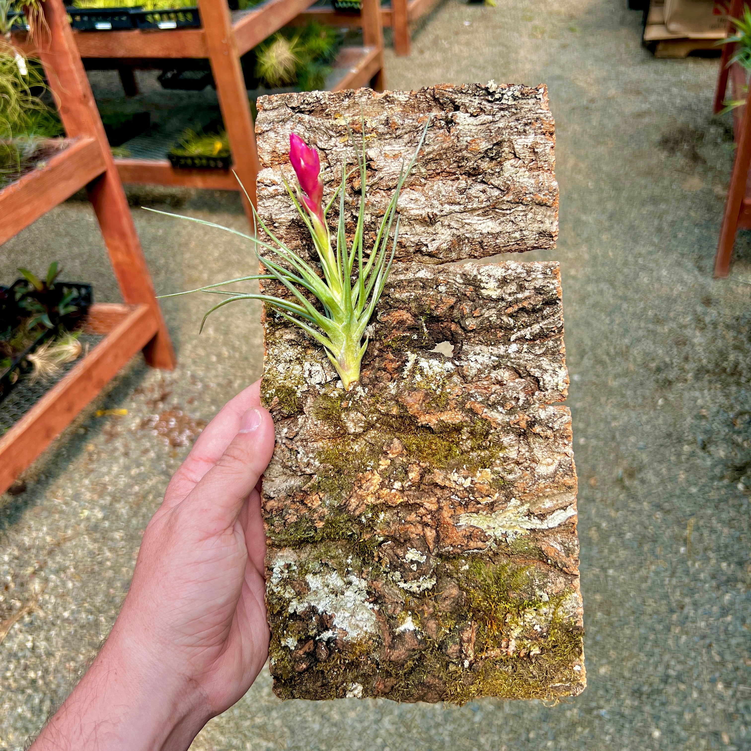 Virgin Cork Bark Flats (Medium) <br> Perfect For Mounting Or Terrarium Backdrops