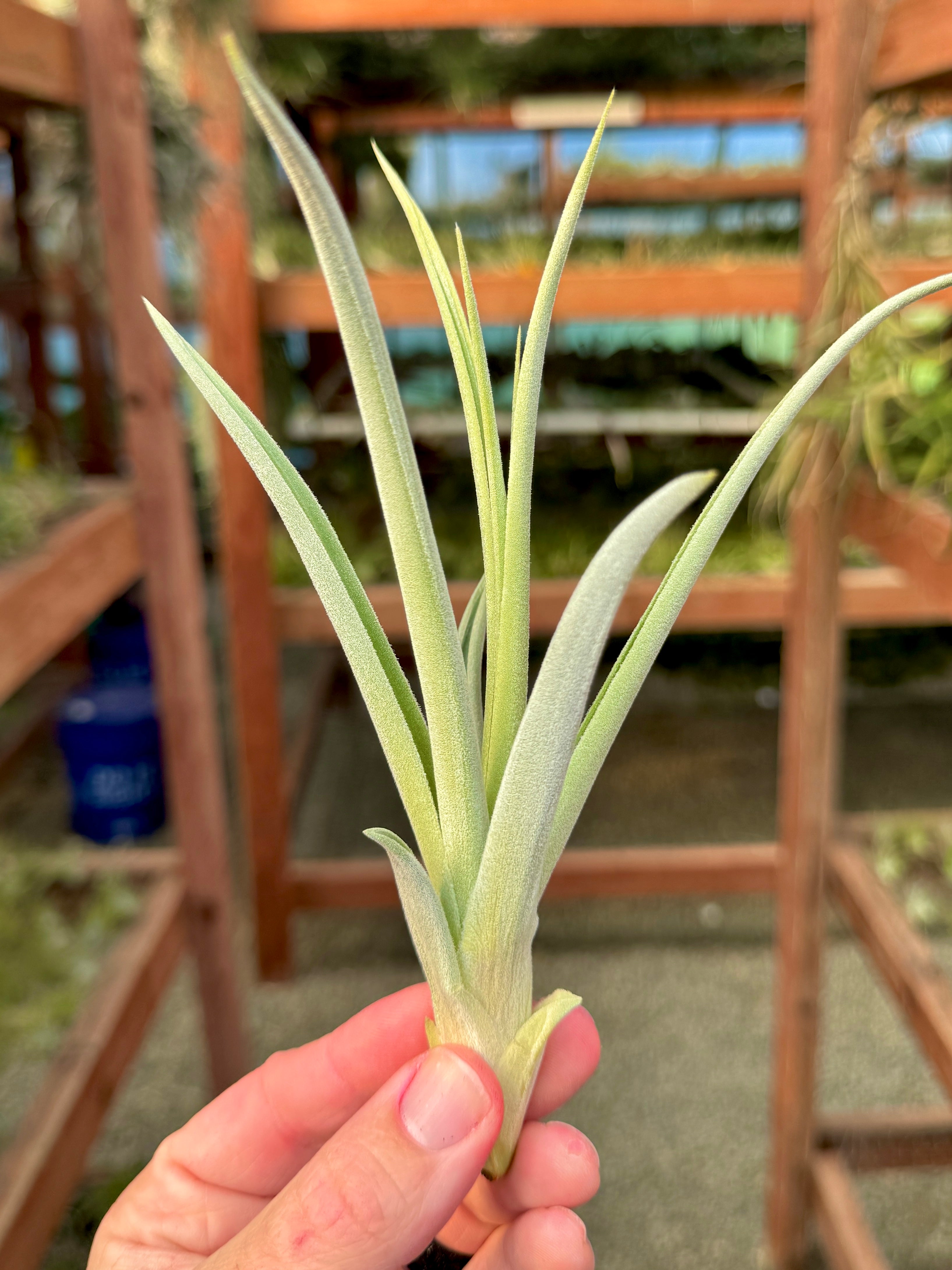 Burnt Fingers (didisticha x duratii)