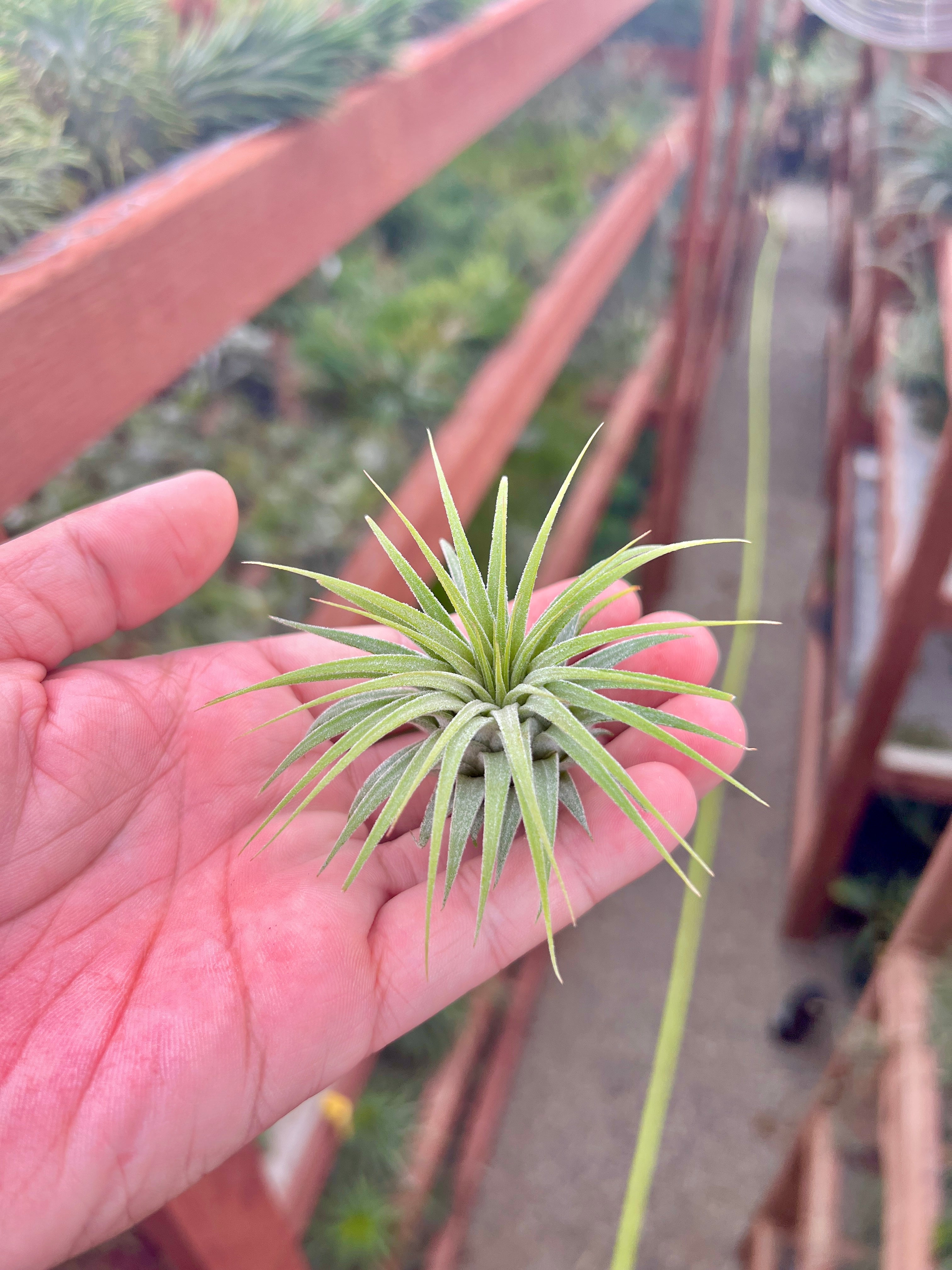 snowball air plant Ionantha Snowball (SALE!) XL