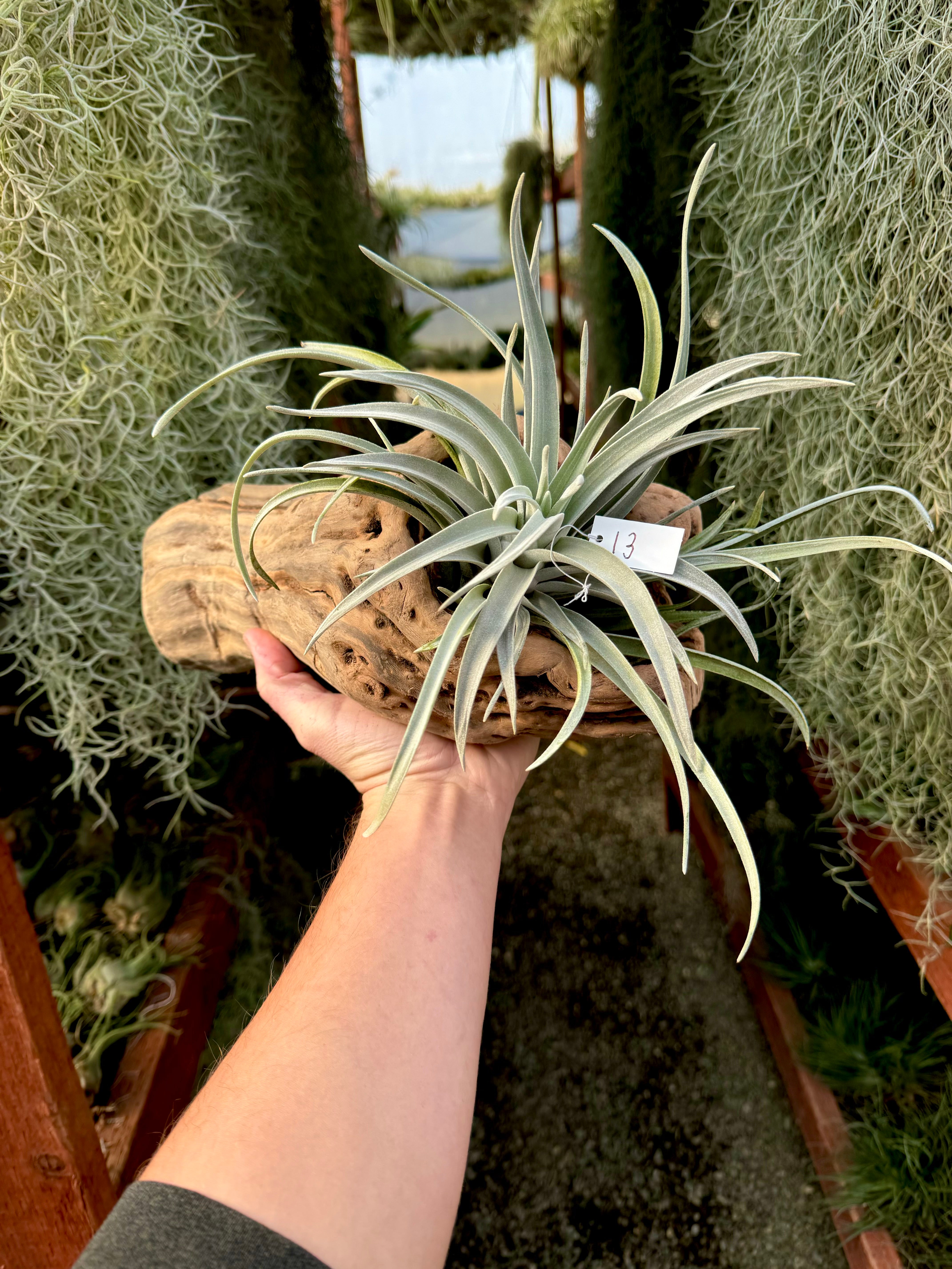 Grapewood Log + Premium Air Plant Display <br> (10 Options To Choose From!)