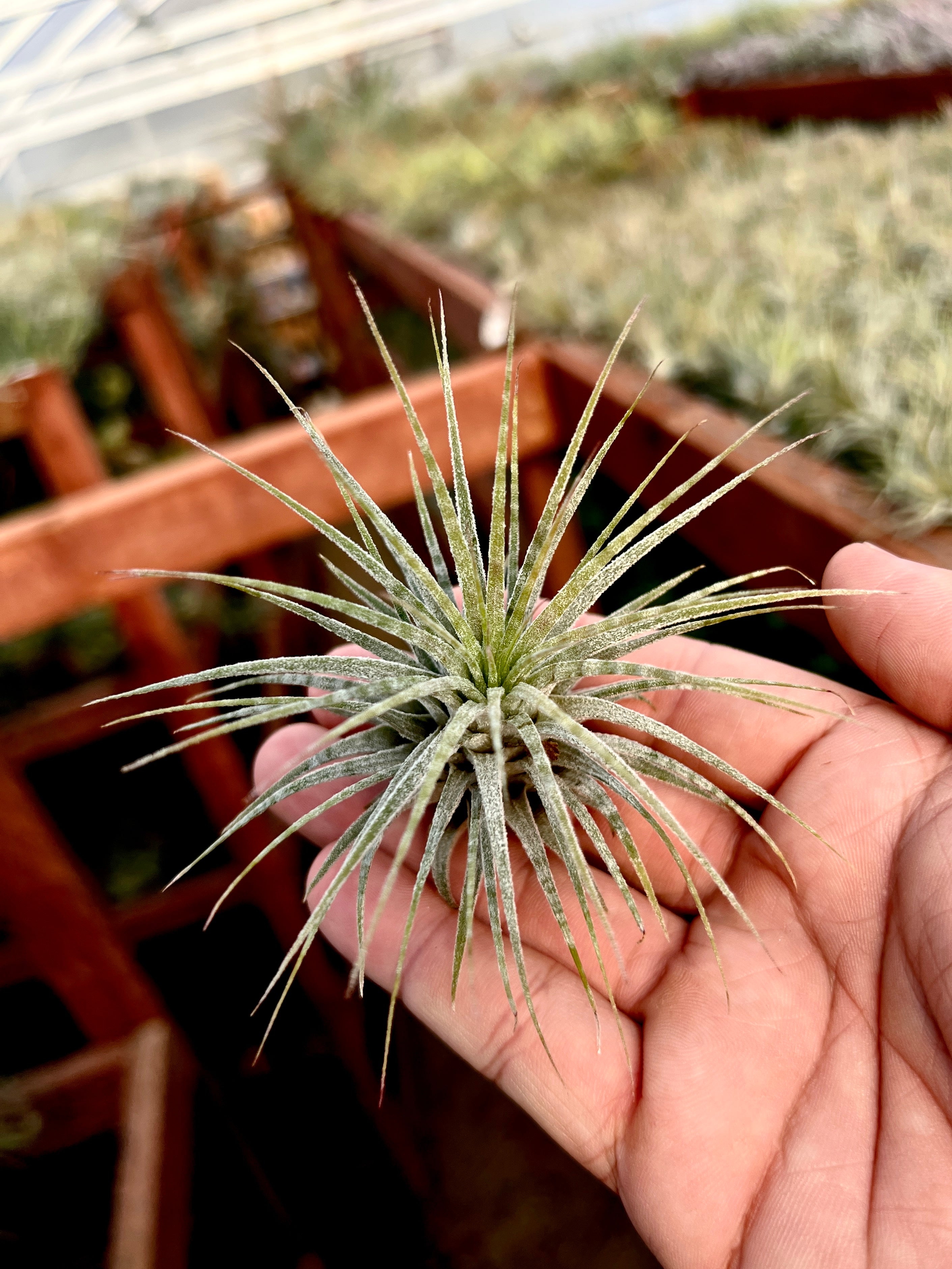 Ionantha Zebrina <br> (Light Banding)