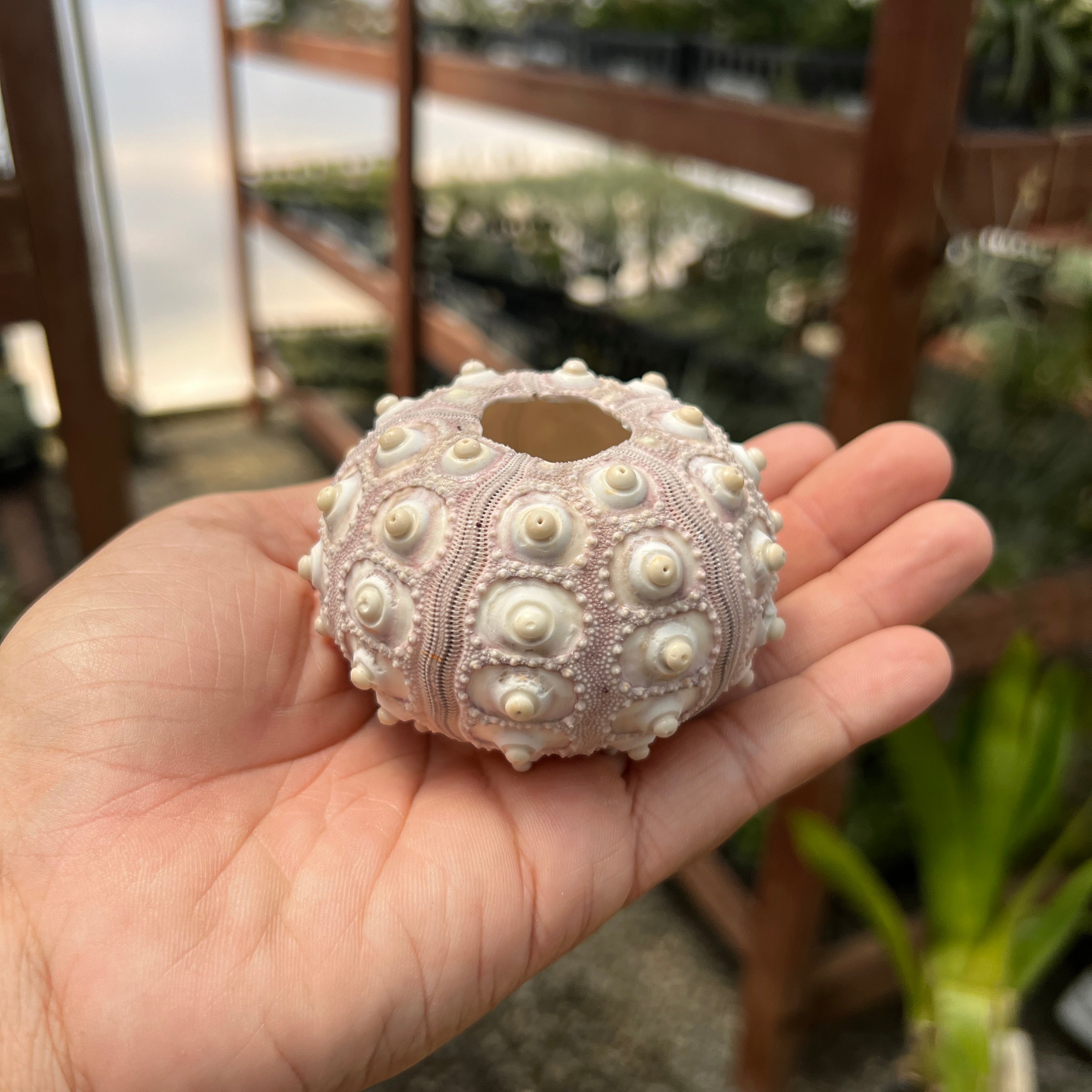 Sputnik Sea Urchin Shell <br> (Giant Size)