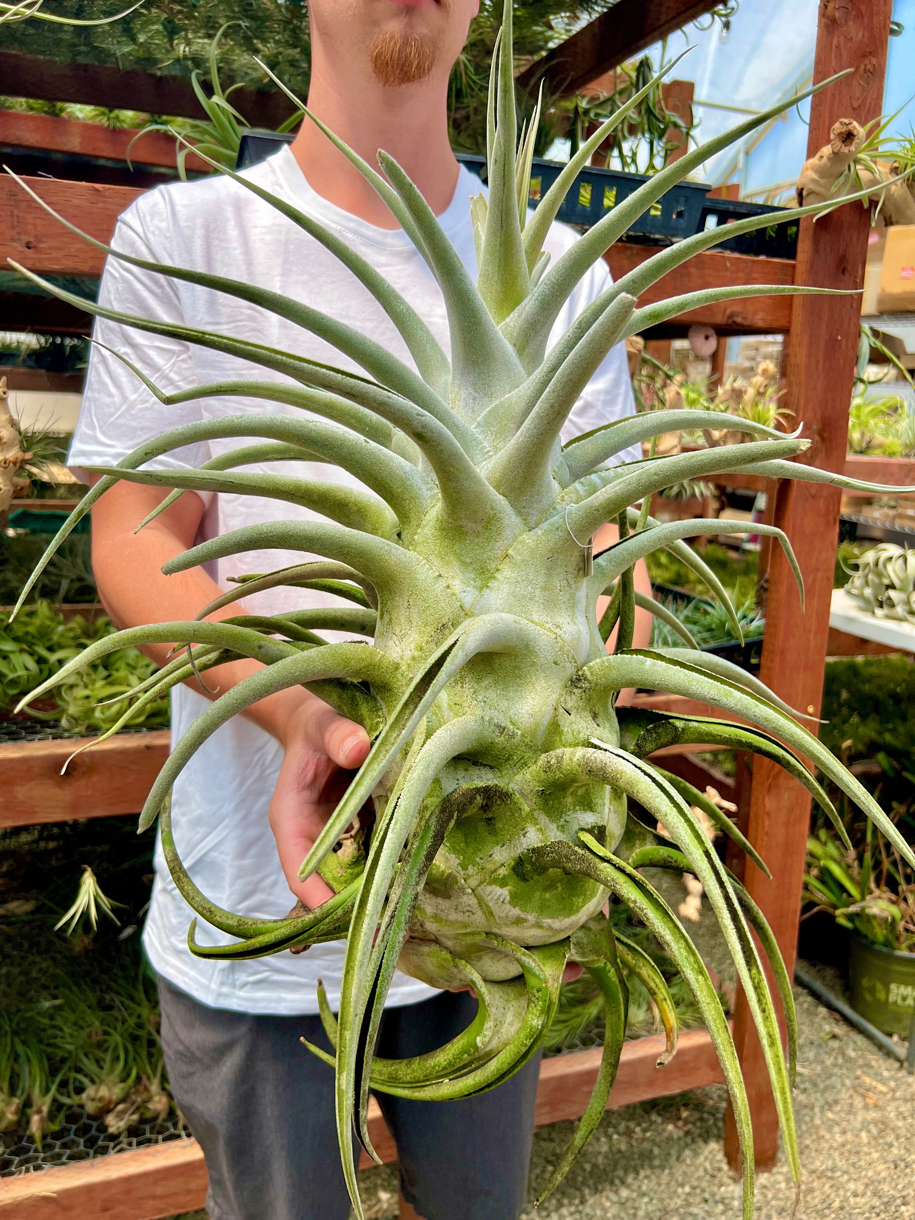 Ehlersiana Giant Clone (Receive The Exact Plant You Choose!) – Air