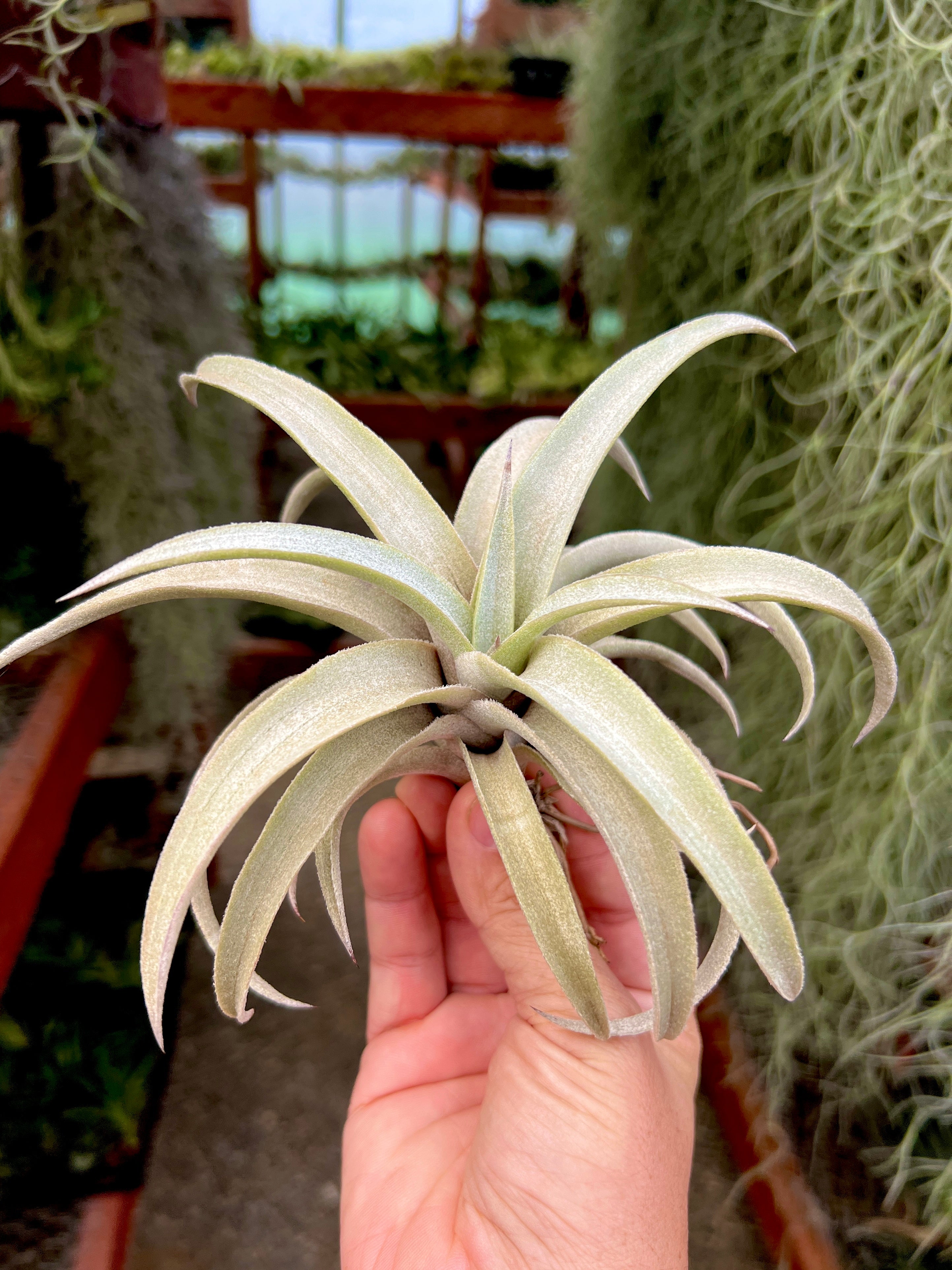 コレクターズスペシャル(2018/11/23更新) – Air Plant Hub