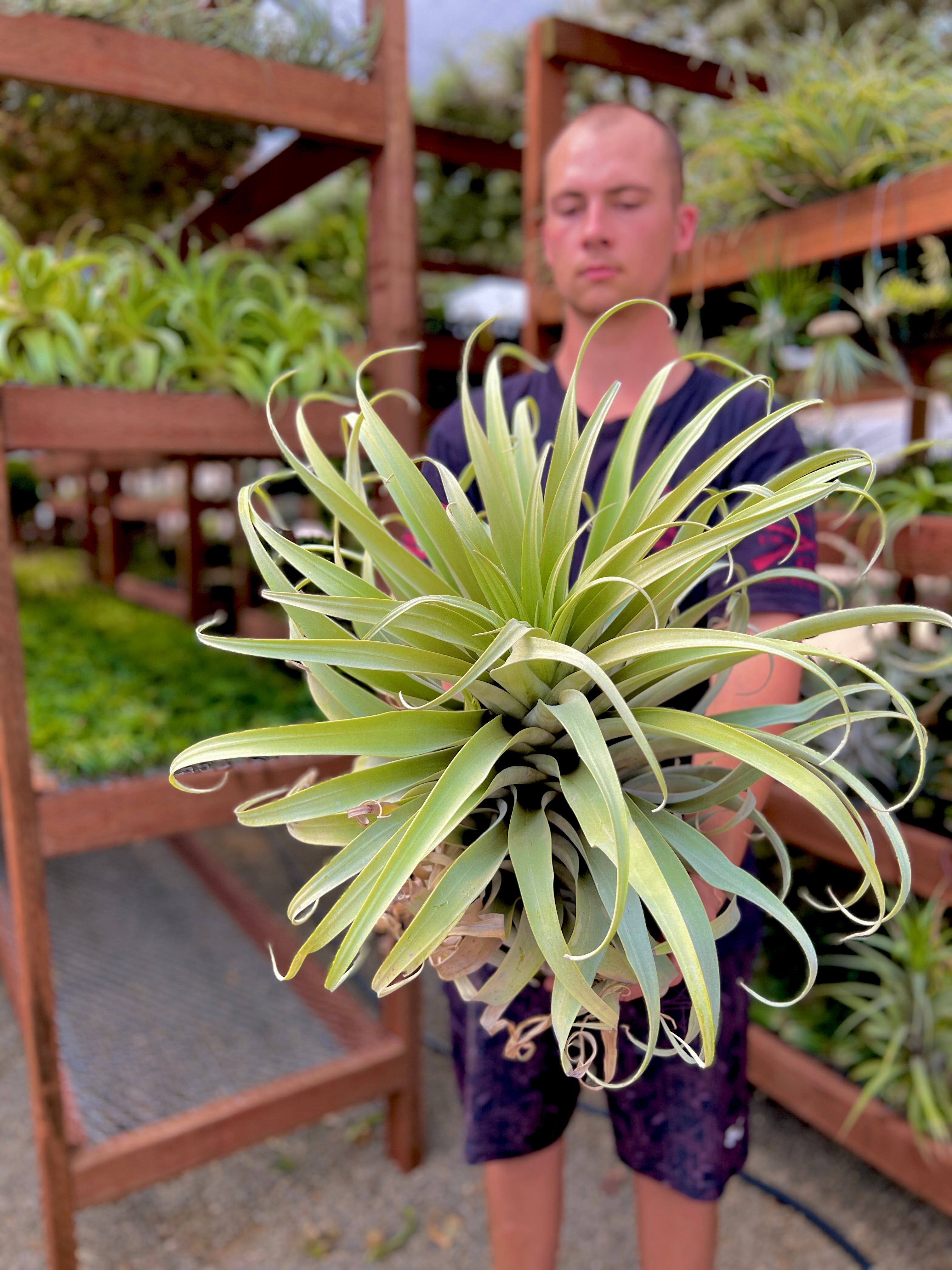 Roseoscapa Curly Form XXL GIANT <br> (Our Largest Air Plant For Sale!)