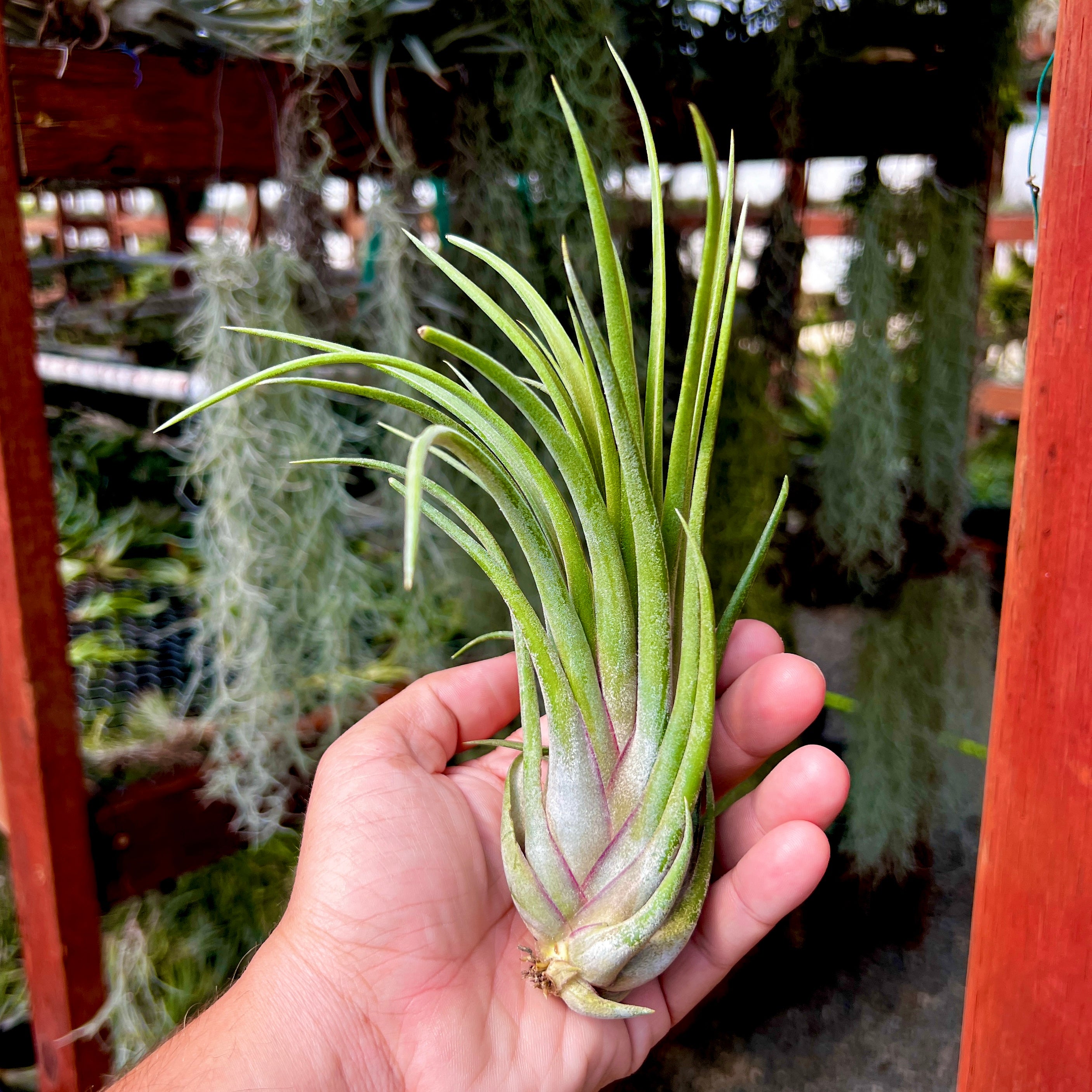 Ionantha x Brachycaulos Large