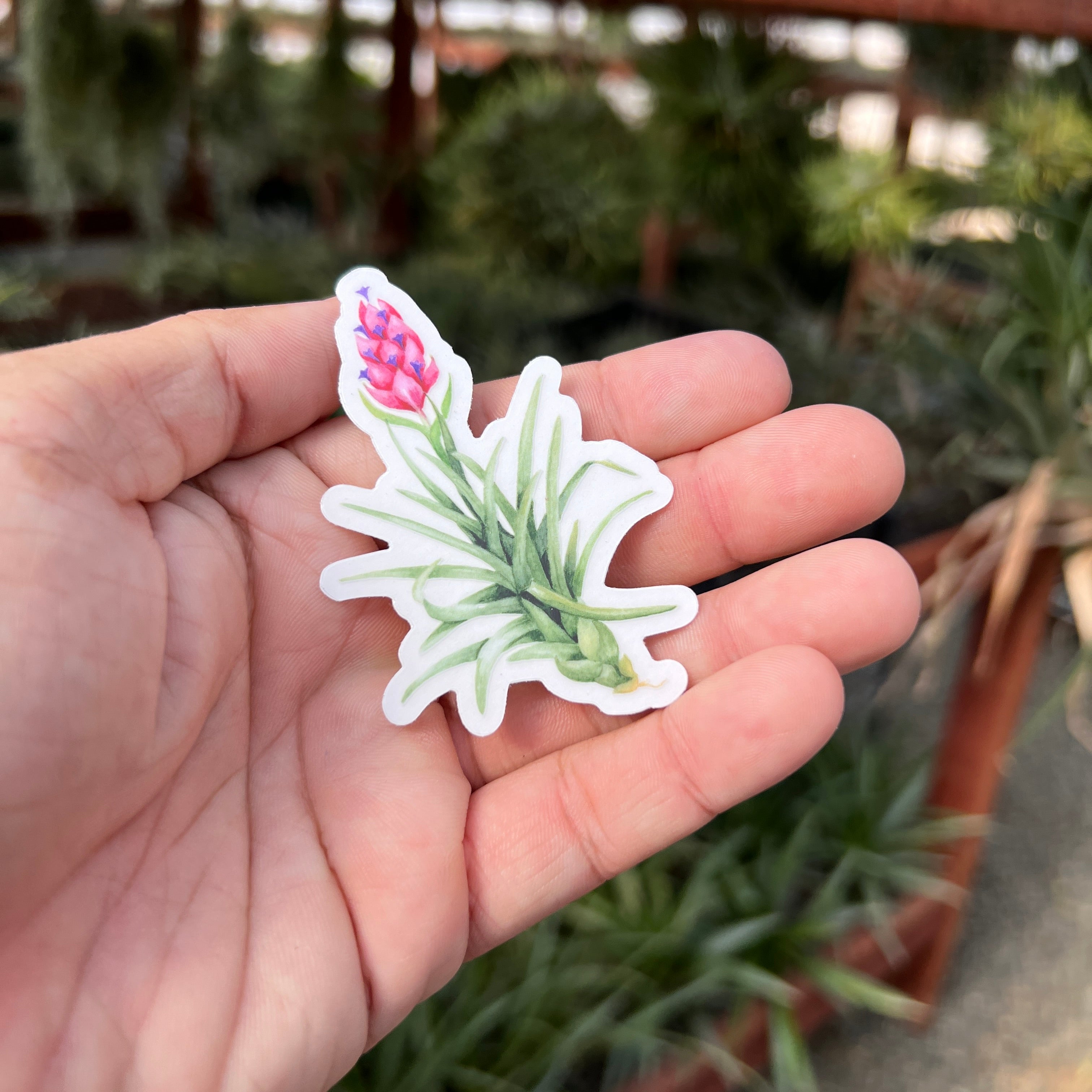 Premium Watercolor Air Plant Sticker With Clear Background <br> (Blooming Stricta)