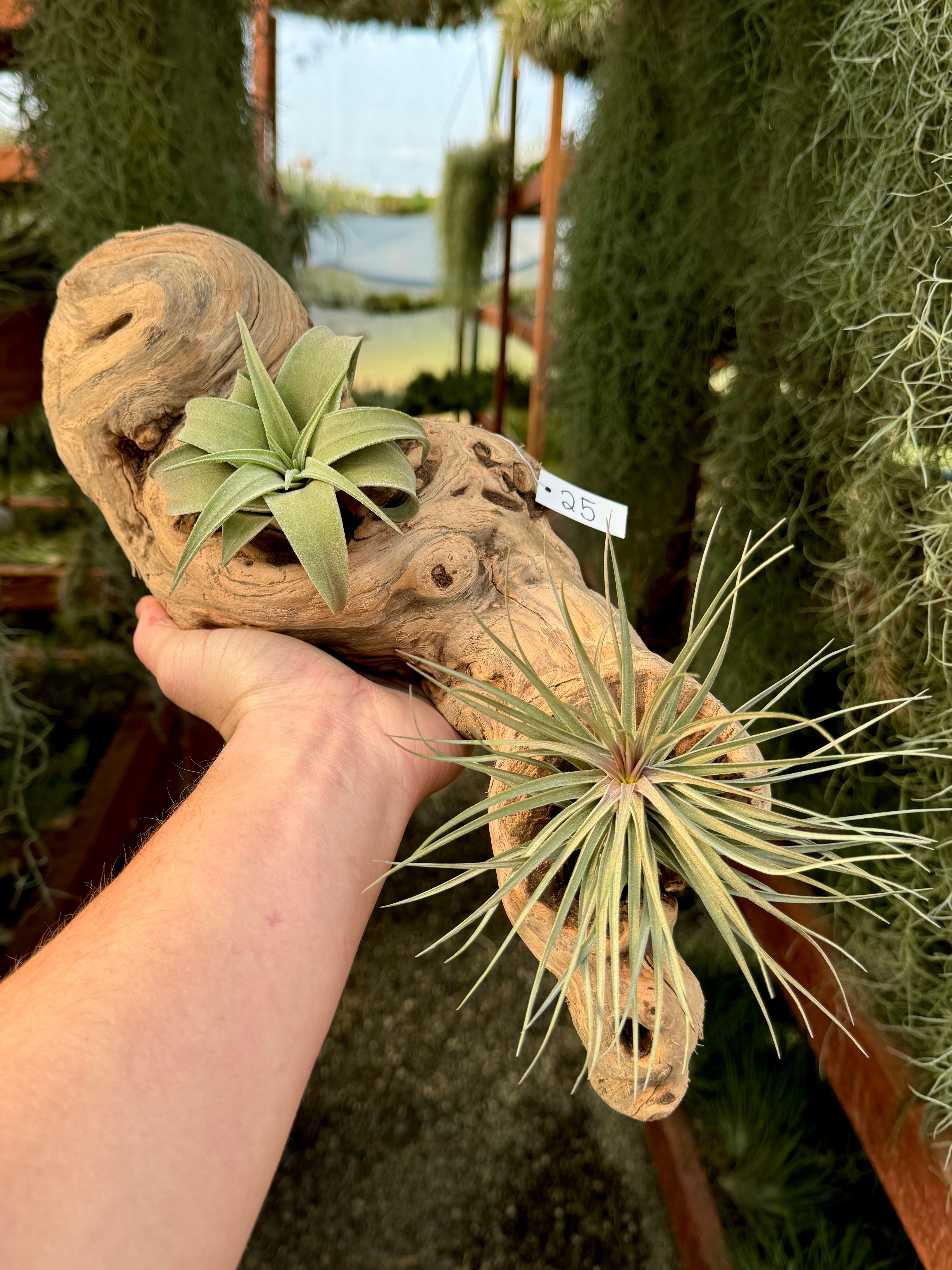 Grapewood Log + Premium Air Plant Display <br> (NEW Options Added 1/14/25)