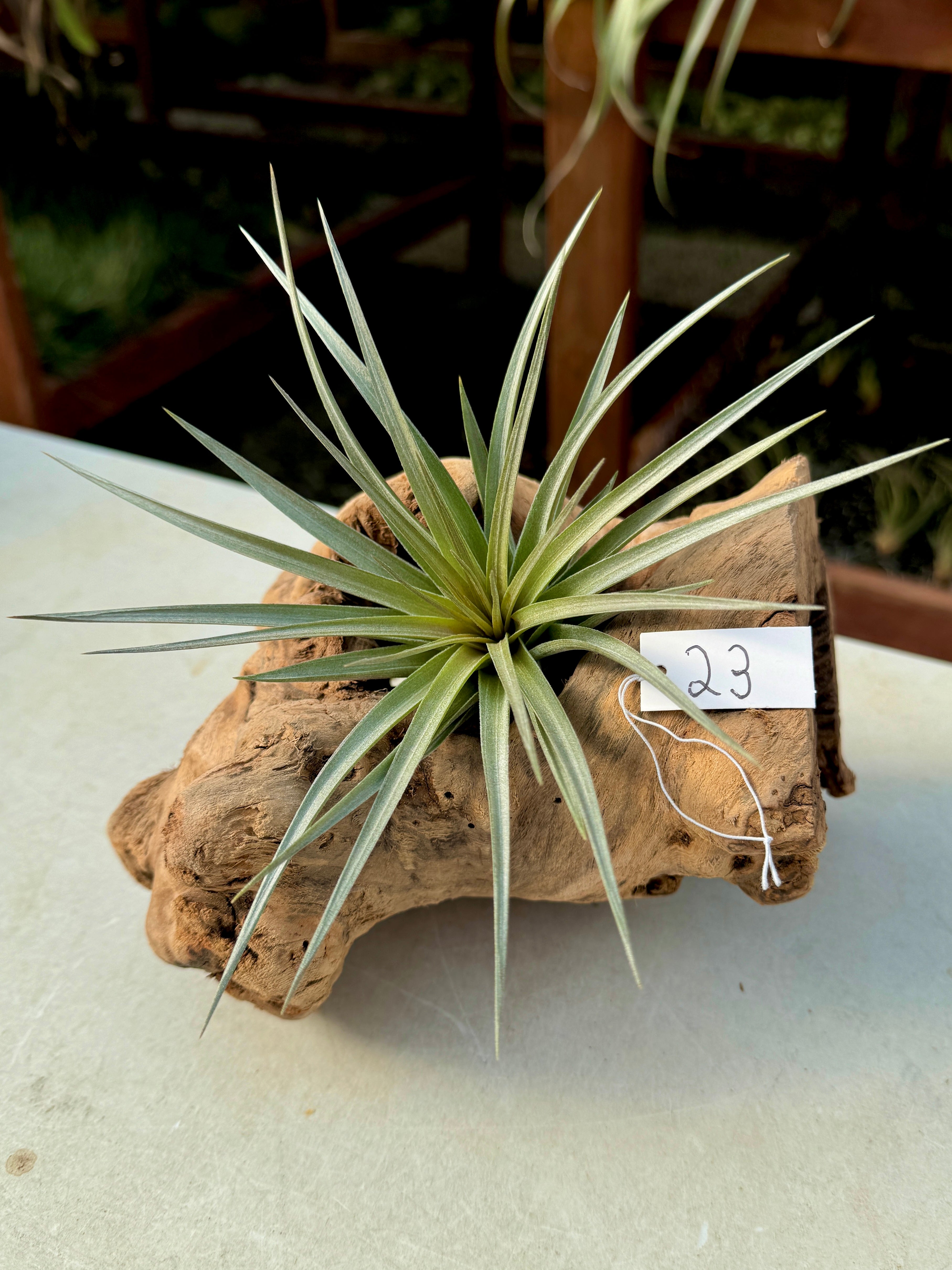 Grapewood Log + Premium Air Plant Display <br> (NEW Options Added 1/14/25)