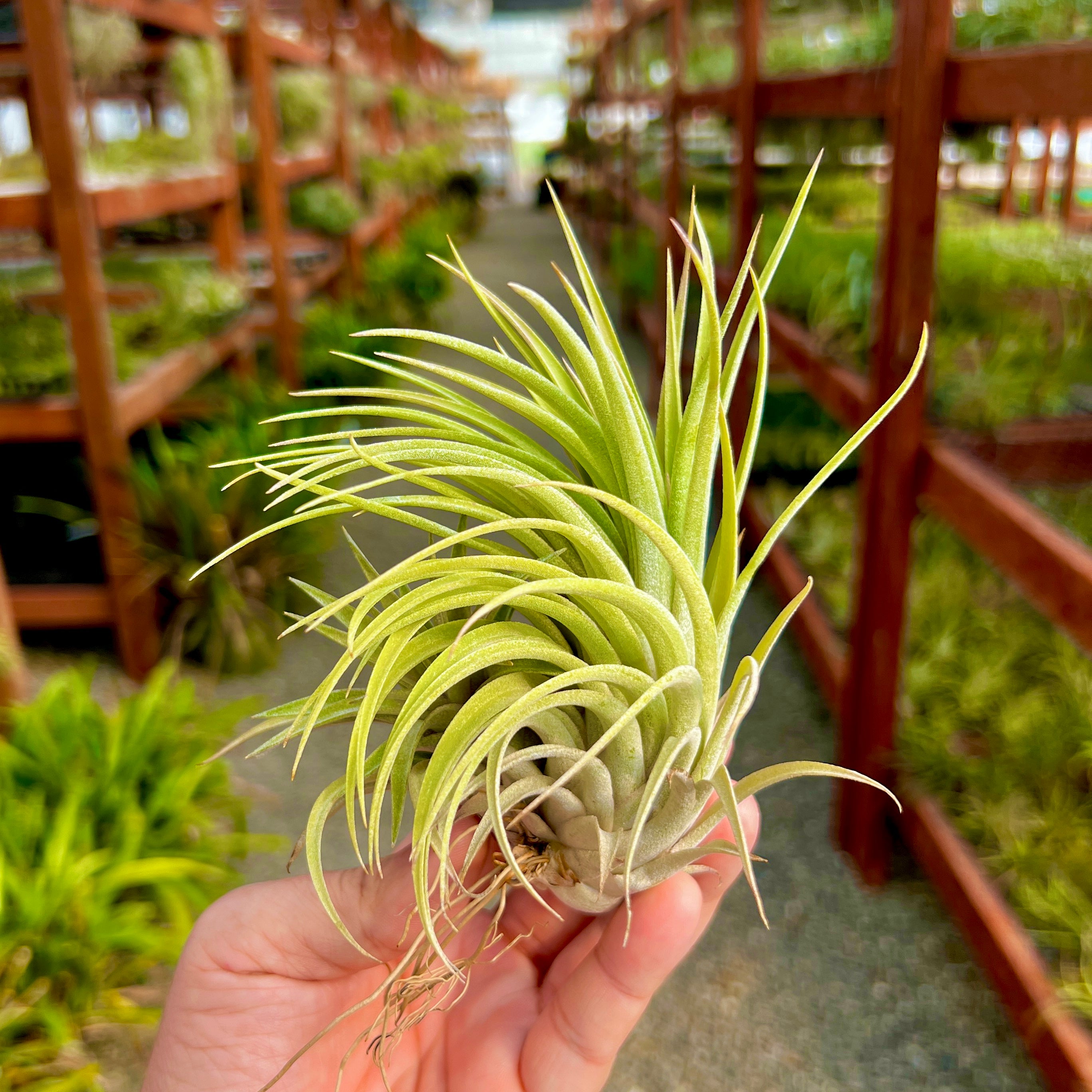 Ionantha Rubra x Scaposa