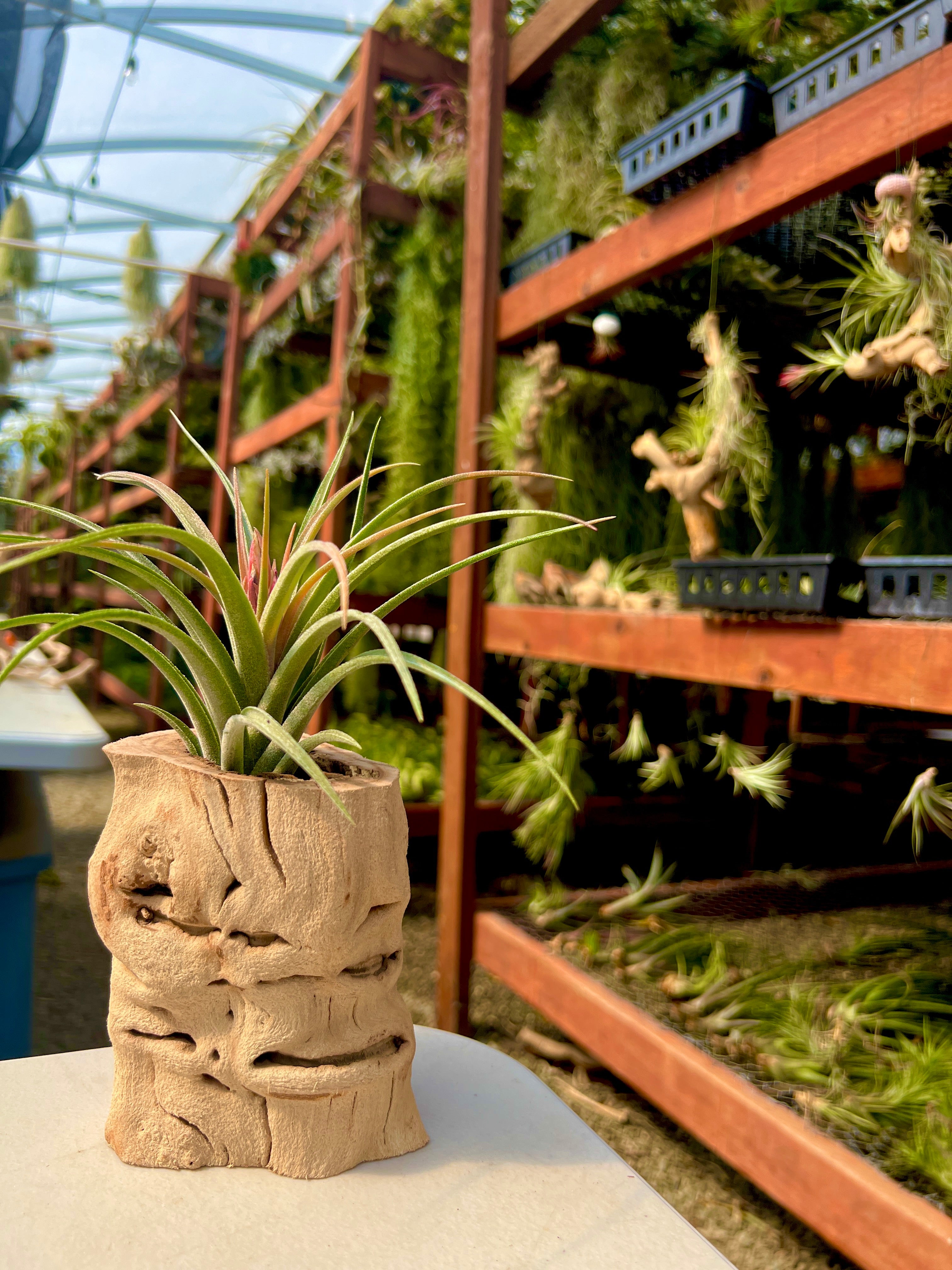 air plants california Sandblasted California Grapewood Trunk Medium Grapewood Trunk + Air Plant