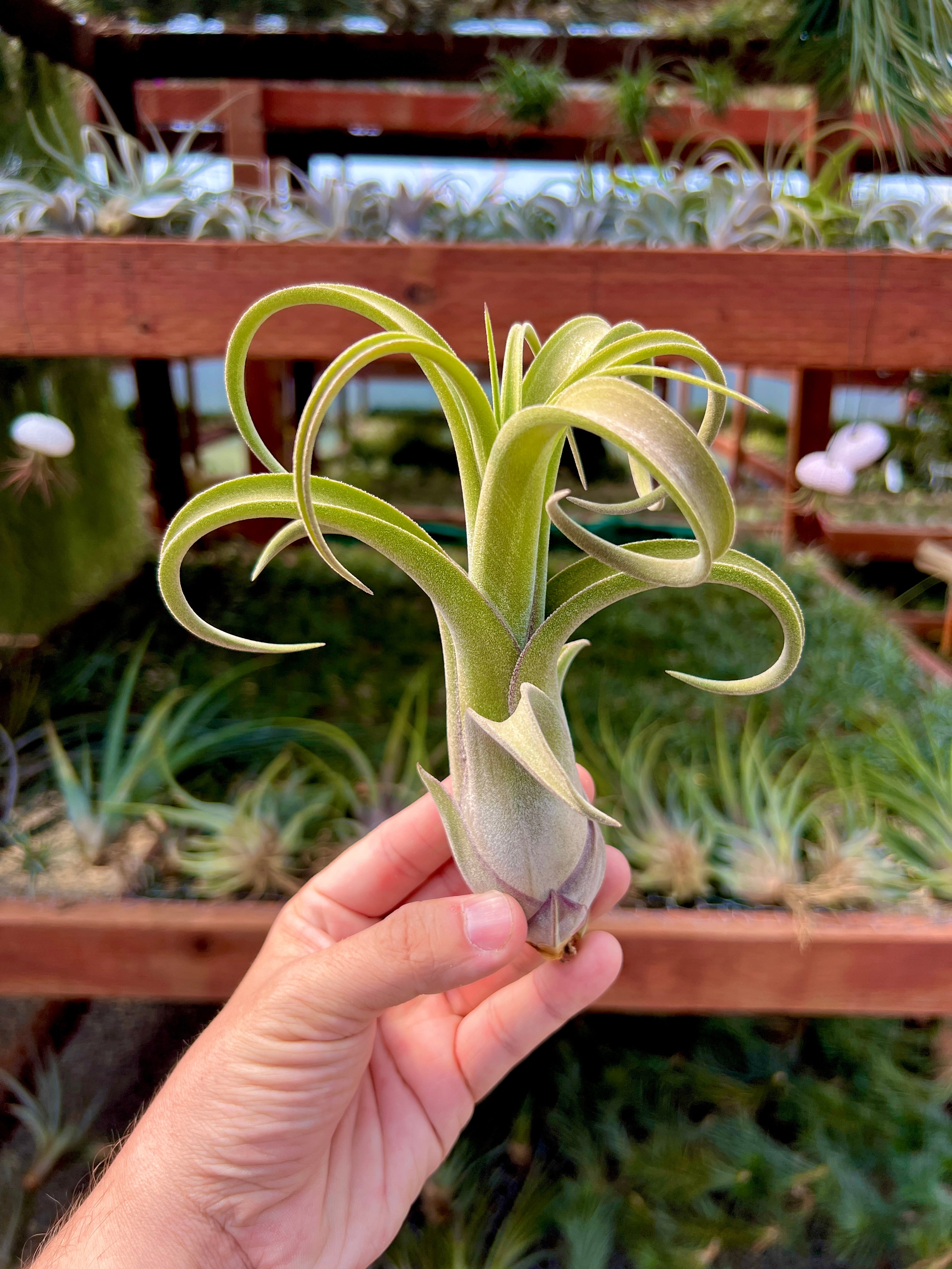 Long John (pseudobaileyi x intermedia)