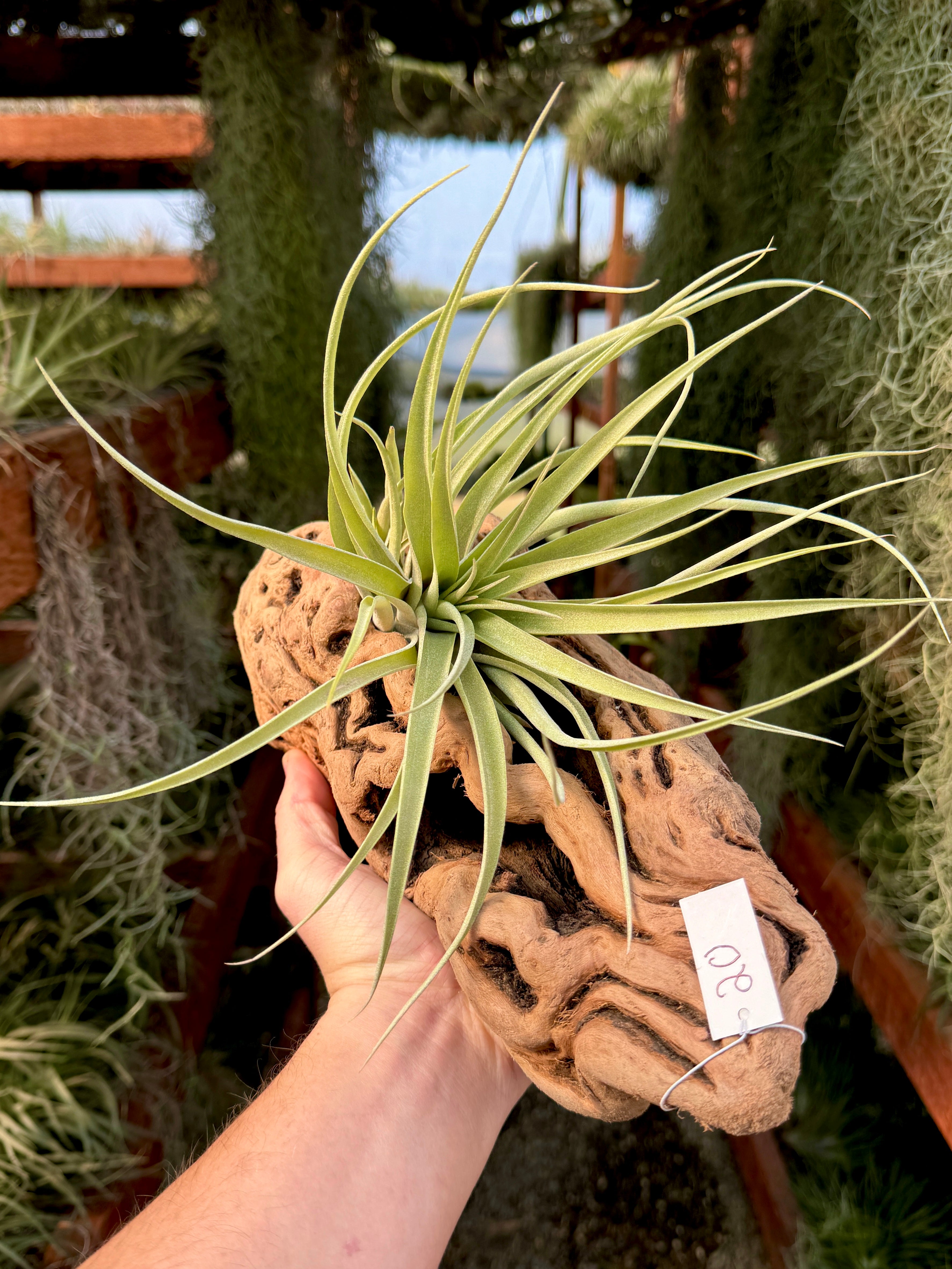 Grapewood Log + Premium Air Plant Display <br> (NEW Options Added 1/14/25)