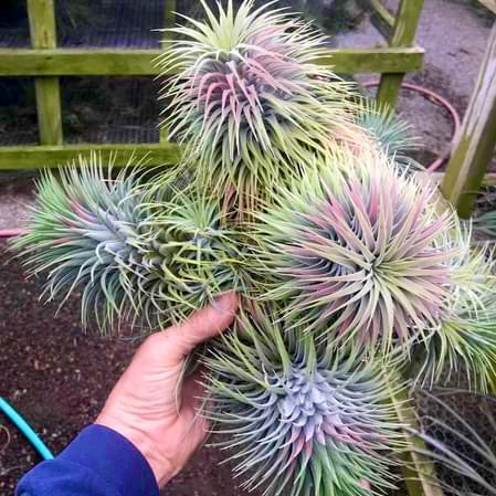 snowball air plant Ionantha Snowball (SALE!) Medium
